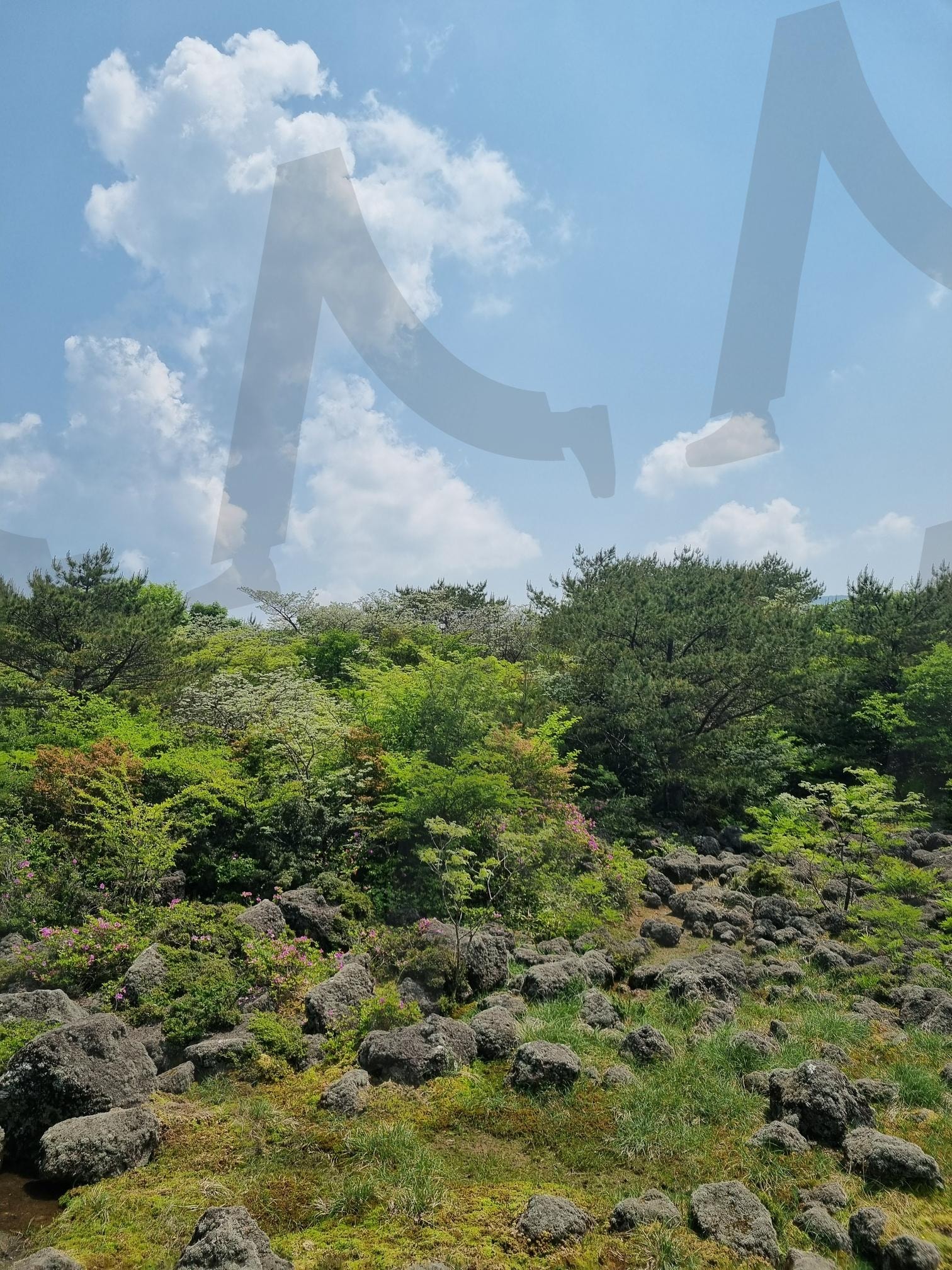 제주시 천백고도 산 포토스팟 | 산, 하늘, 자연, 숲, 구름, 제주도, 산책, 나무, 예쁜, 공기, 배경 | 스탠바이 STANDBUY 디지털 콘텐츠