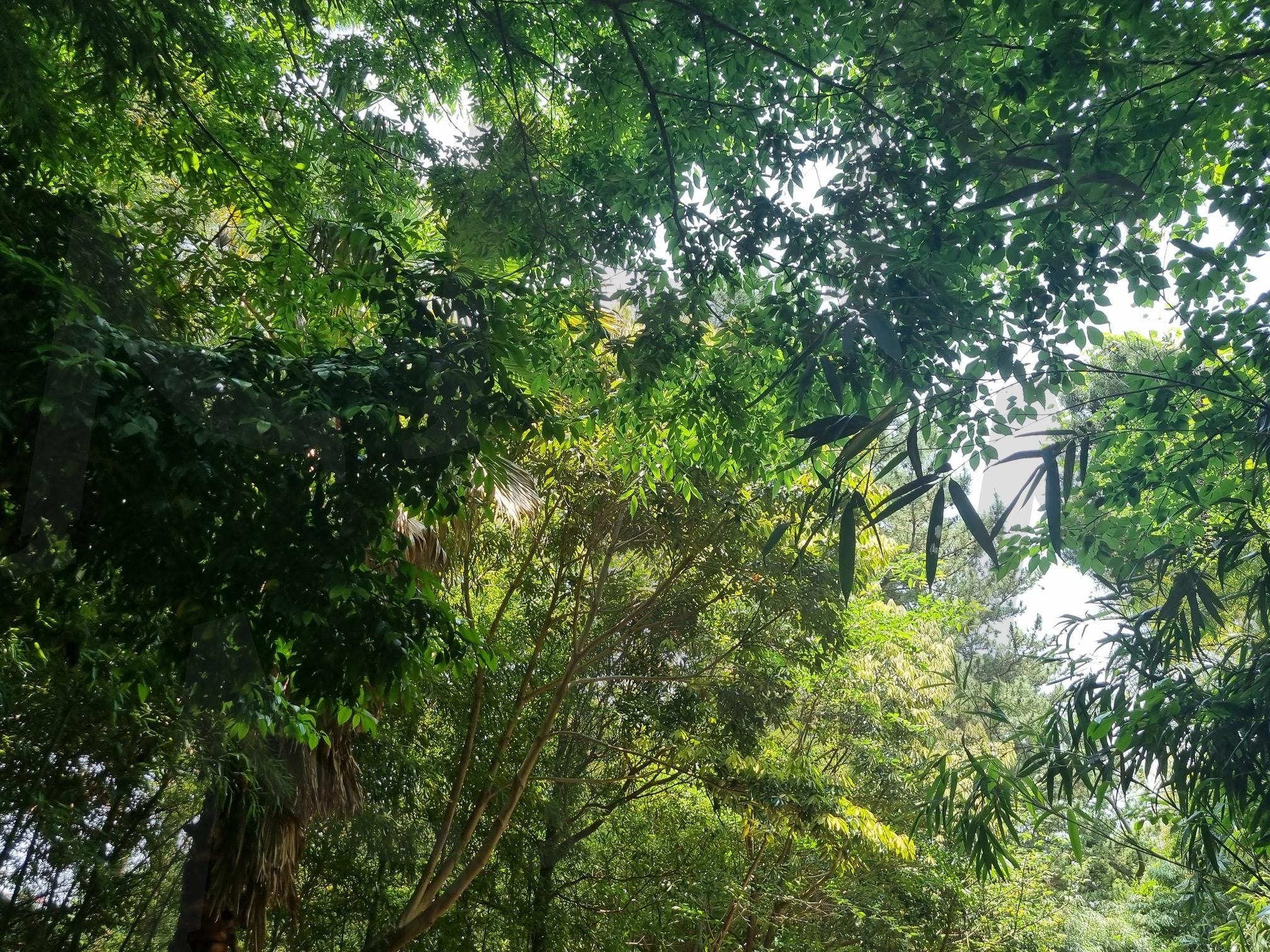 빛을 가려주는 여름 나무 | 나무, 자연, 시원함, 초록색, 여름, 산책, 공원, 숲, 맑은, 풀 | 스탠바이 STANDBUY 디지털 콘텐츠