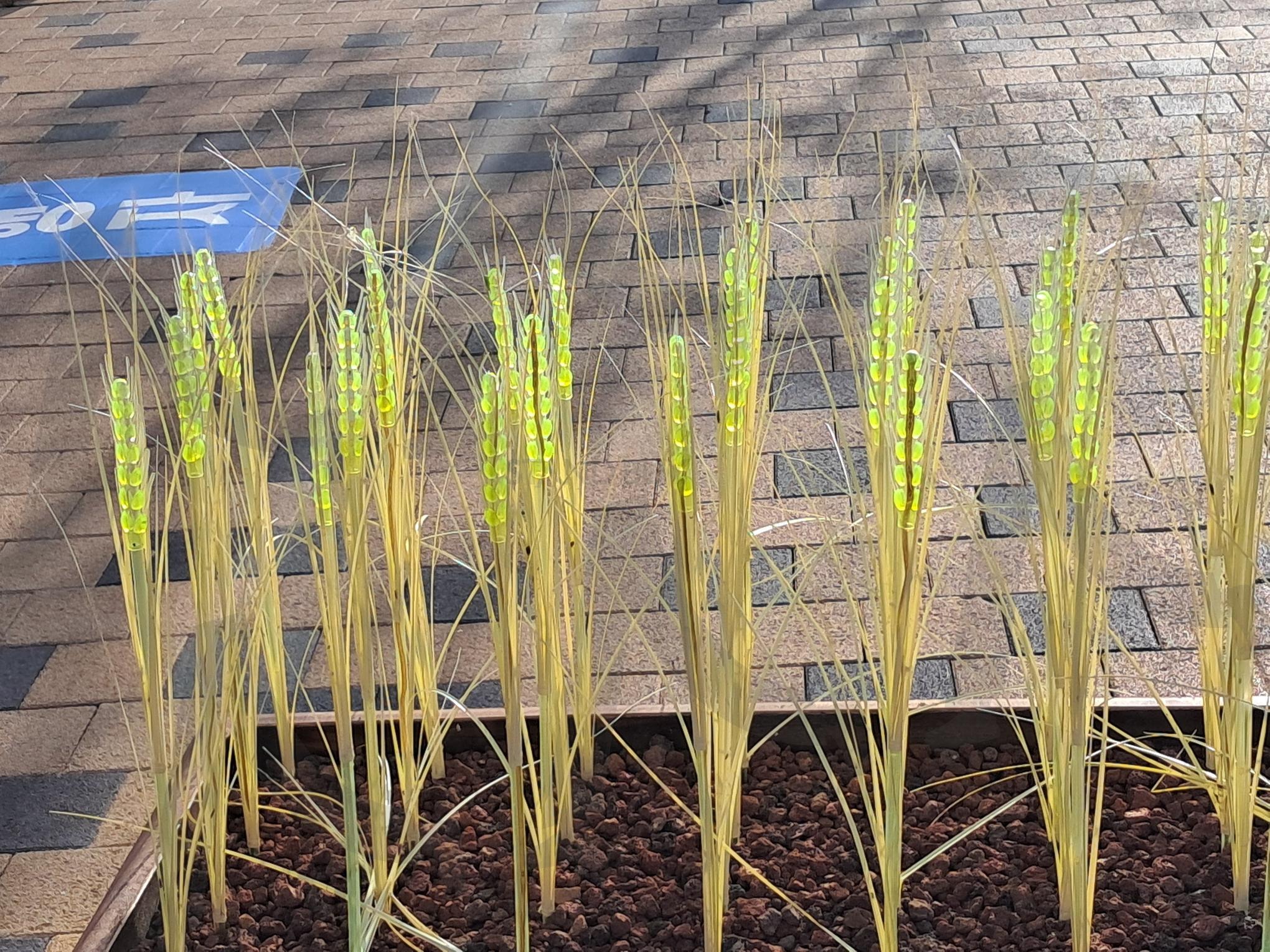 야간발광 보리 | 세종시 이응교, 이응교 입구, 야간발광 보리, 탸양전지 충전, 이응교와 야간발광 보리 | 스탠바이 STANDBUY 디지털 콘텐츠