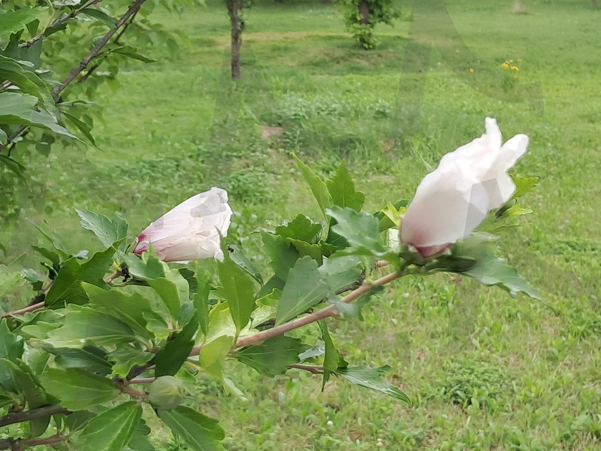 무궁화 | 무궁화, 무궁화꽃, 어린 무궁화 꽃대, 세종시의 무궁화, 무궁화의 아아름다움 | 스탠바이 STANDBUY 디지털 콘텐츠