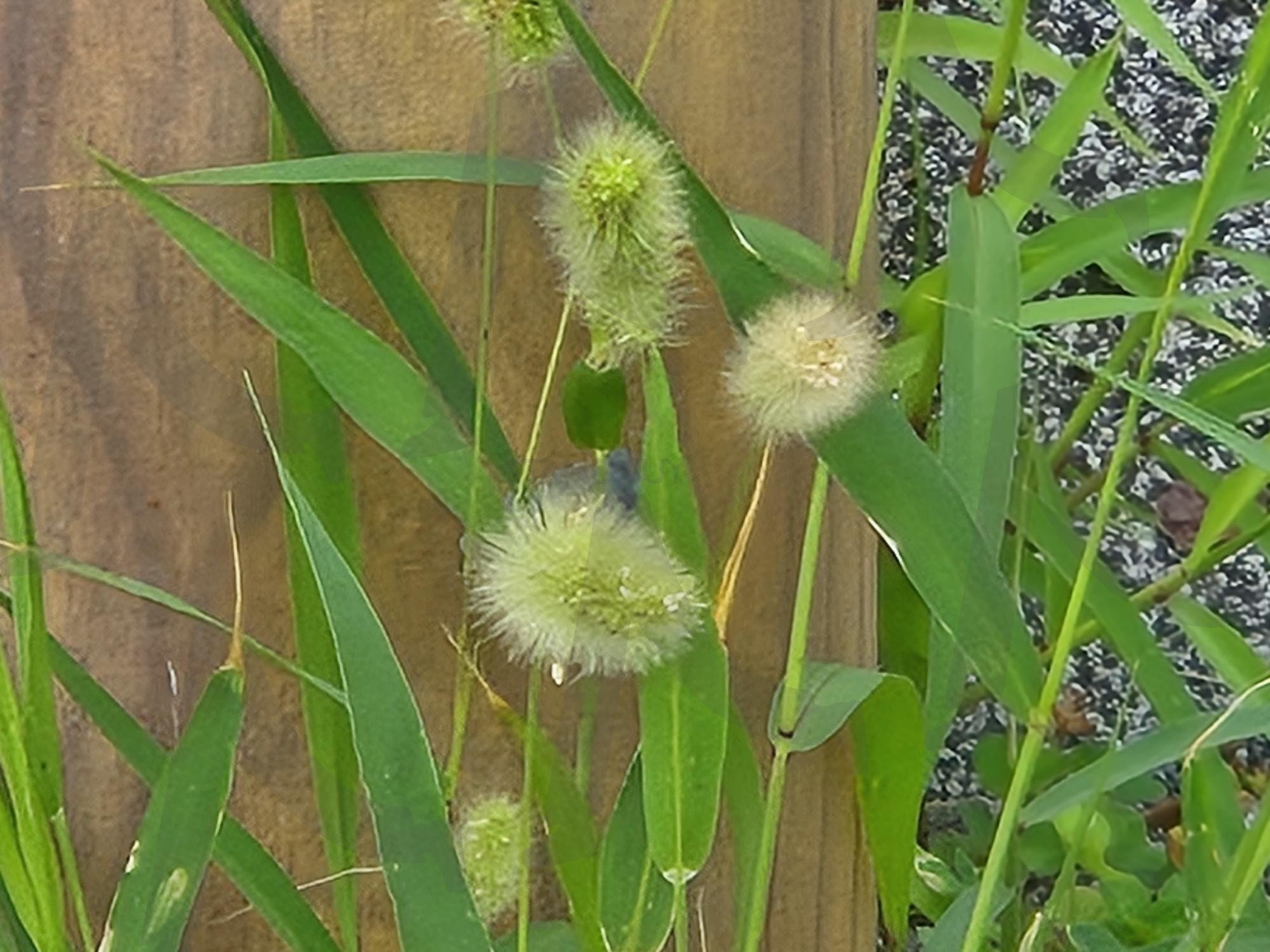 강아지 풀 | 강이지 풀, 야생포, 강아지 풀과 금강, 강아지풀 정서, 자연과 강아지 풀 | 스탠바이 STANDBUY 디지털 콘텐츠