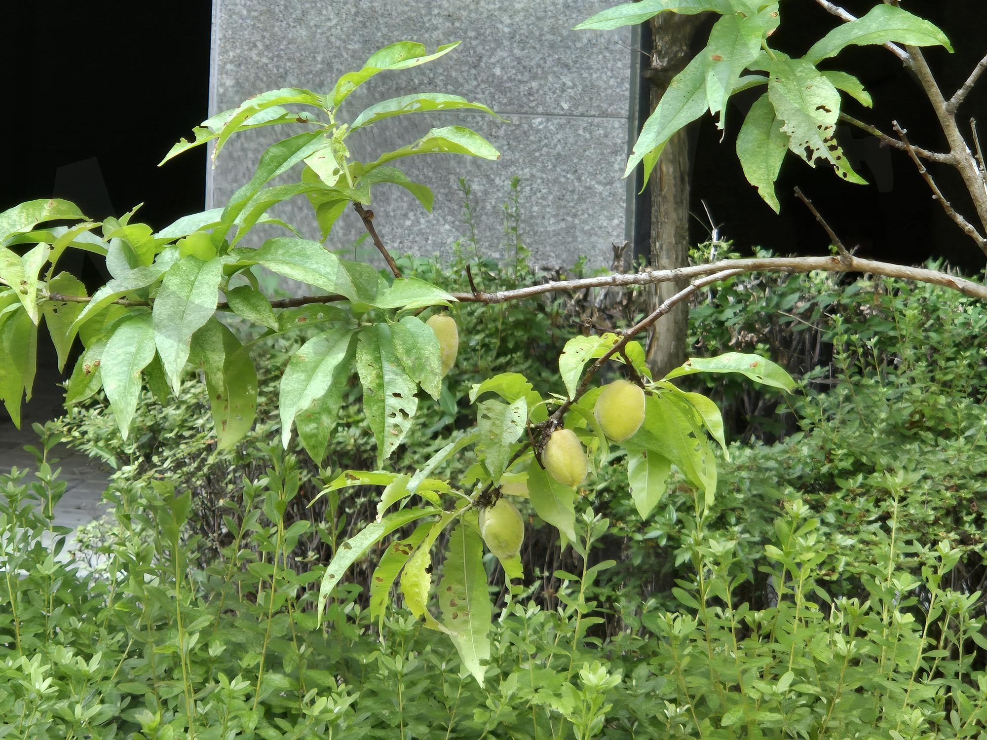 개 복숭아 | 복숭아, 개복숭아, 개복숭아 열매, 개복숨아와 자연, 개복숭아의 상징 | 스탠바이 STANDBUY 디지털 콘텐츠
