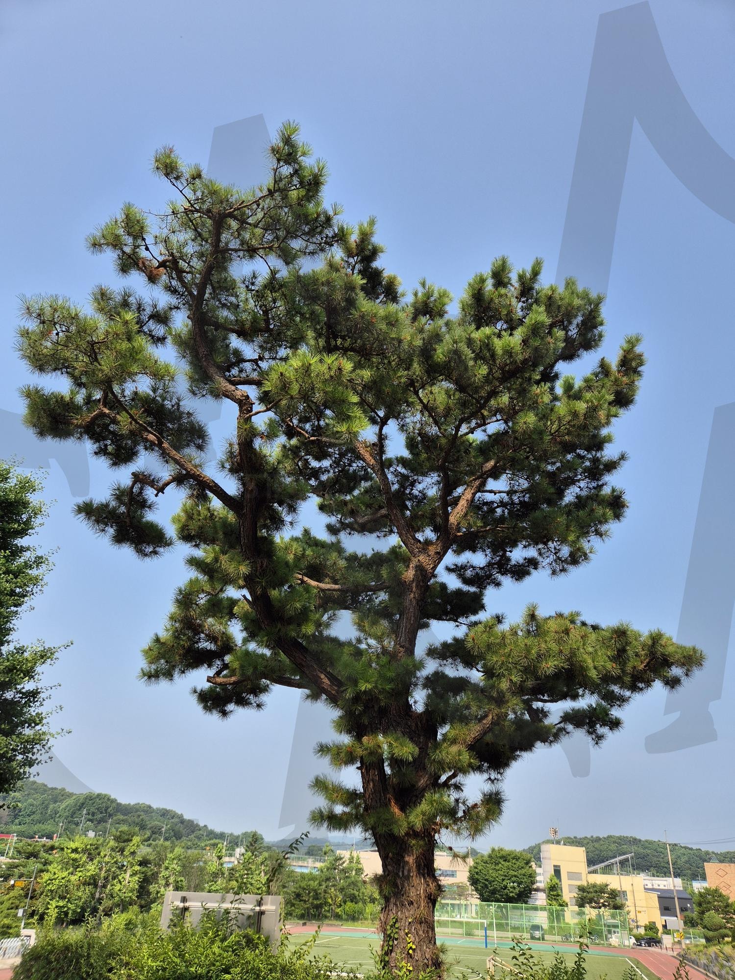 소나무 | 소나무, 세종시, 전의면, 전의 중학교, 교정의 소나무 | 스탠바이 STANDBUY 디지털 콘텐츠