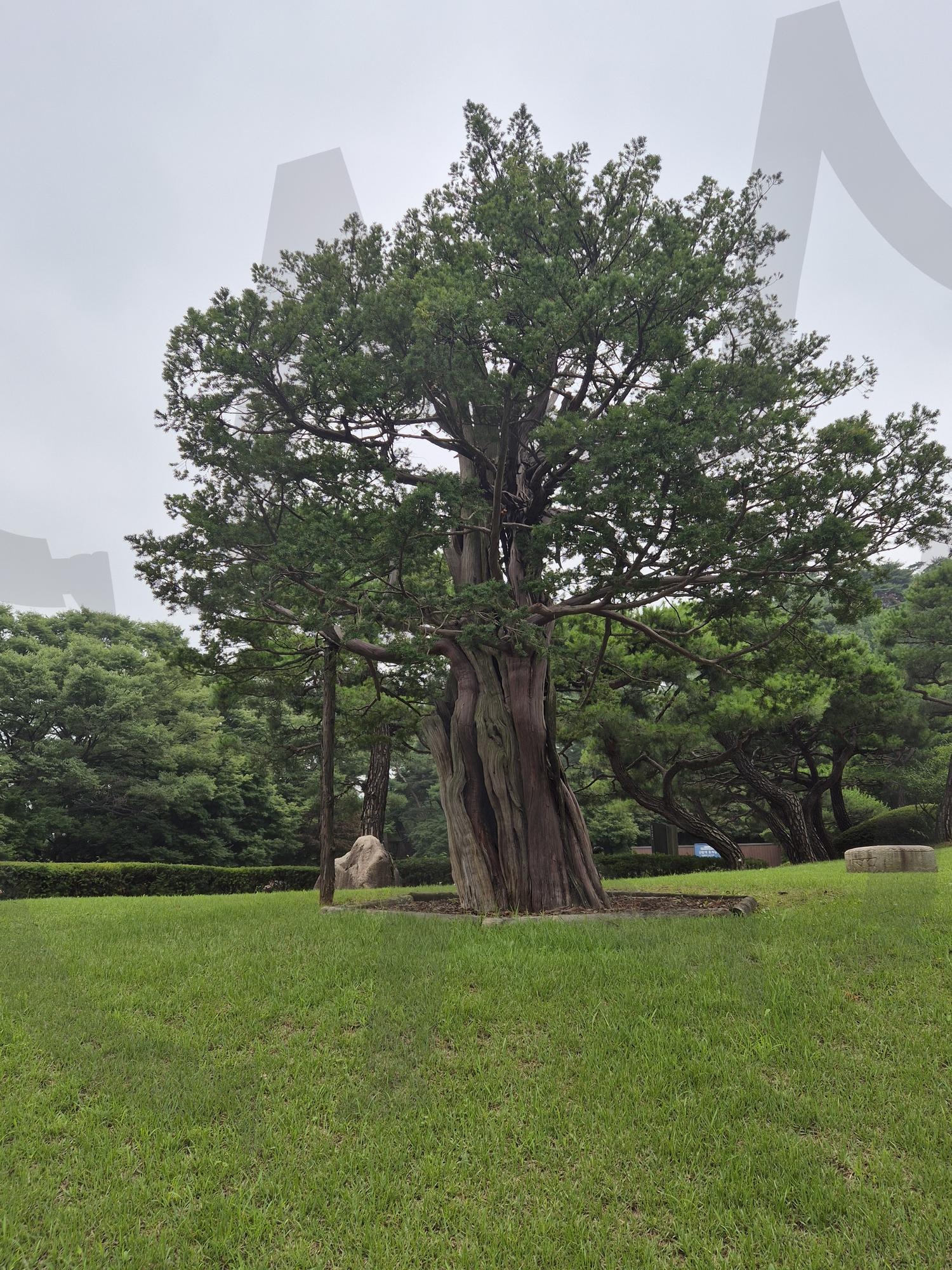 주목나무 | 주목나무, 청와대 주목나무, 청와대와 주목나무, 주목의 아름다움, 주목나무와 전수순화 | 스탠바이 STANDBUY 디지털 콘텐츠