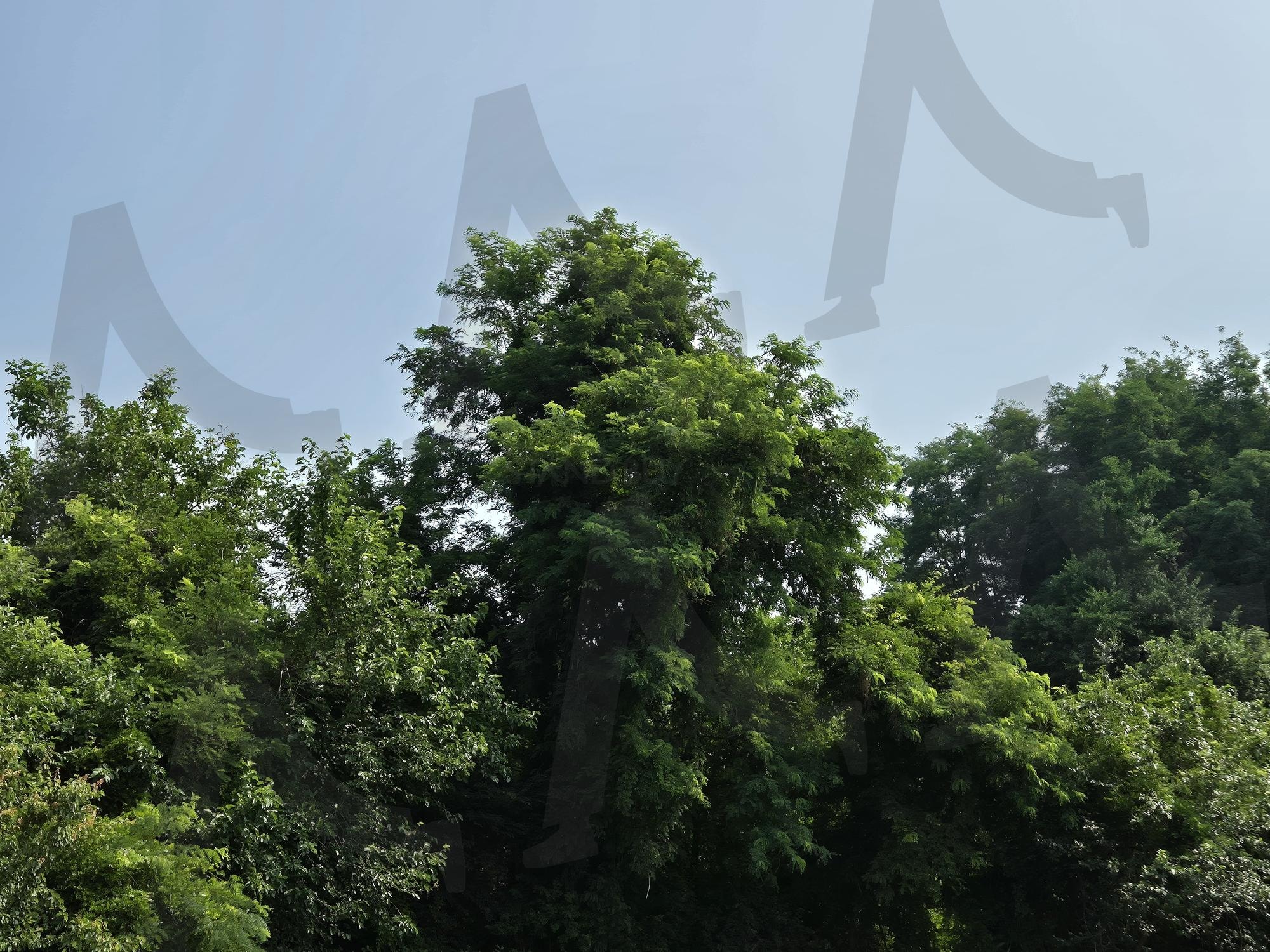 숲속나무 | 숲속나무들, 전의중학교 교정, 전의 중학교의 아름다움, 숲속과 맑은 공기, 자연과 학교 | 스탠바이 STANDBUY 디지털 콘텐츠