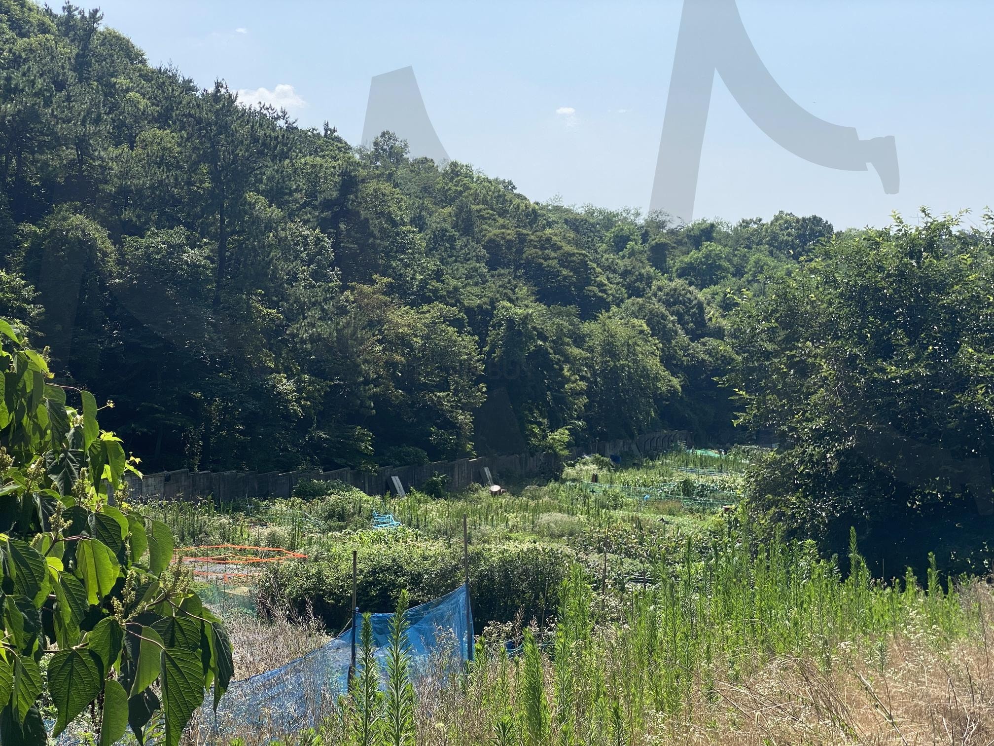 한국의 여름 Summer day of Korea | Summer day of Korea, 하늘 사진, 여름 사진, 푸른 나무, 시골 사진, rural picture, 한국의 여름 | 스탠바이 STANDBUY 디지털 콘텐츠