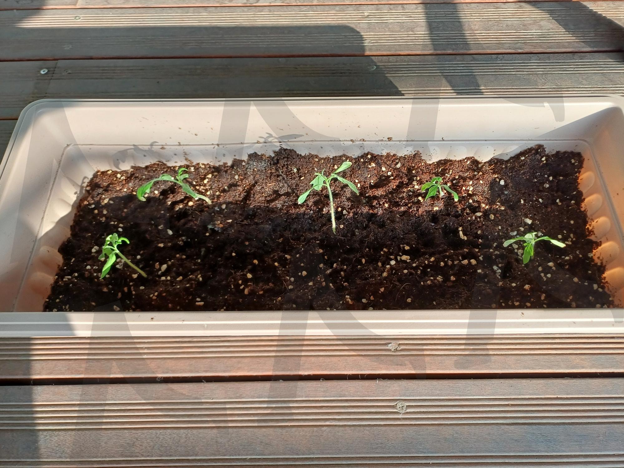 발화(utterance) | 새싹, 발화, 화분, 따스한, Sprouts, ignition, pots, warm, ai | 스탠바이 STANDBUY 디지털 콘텐츠