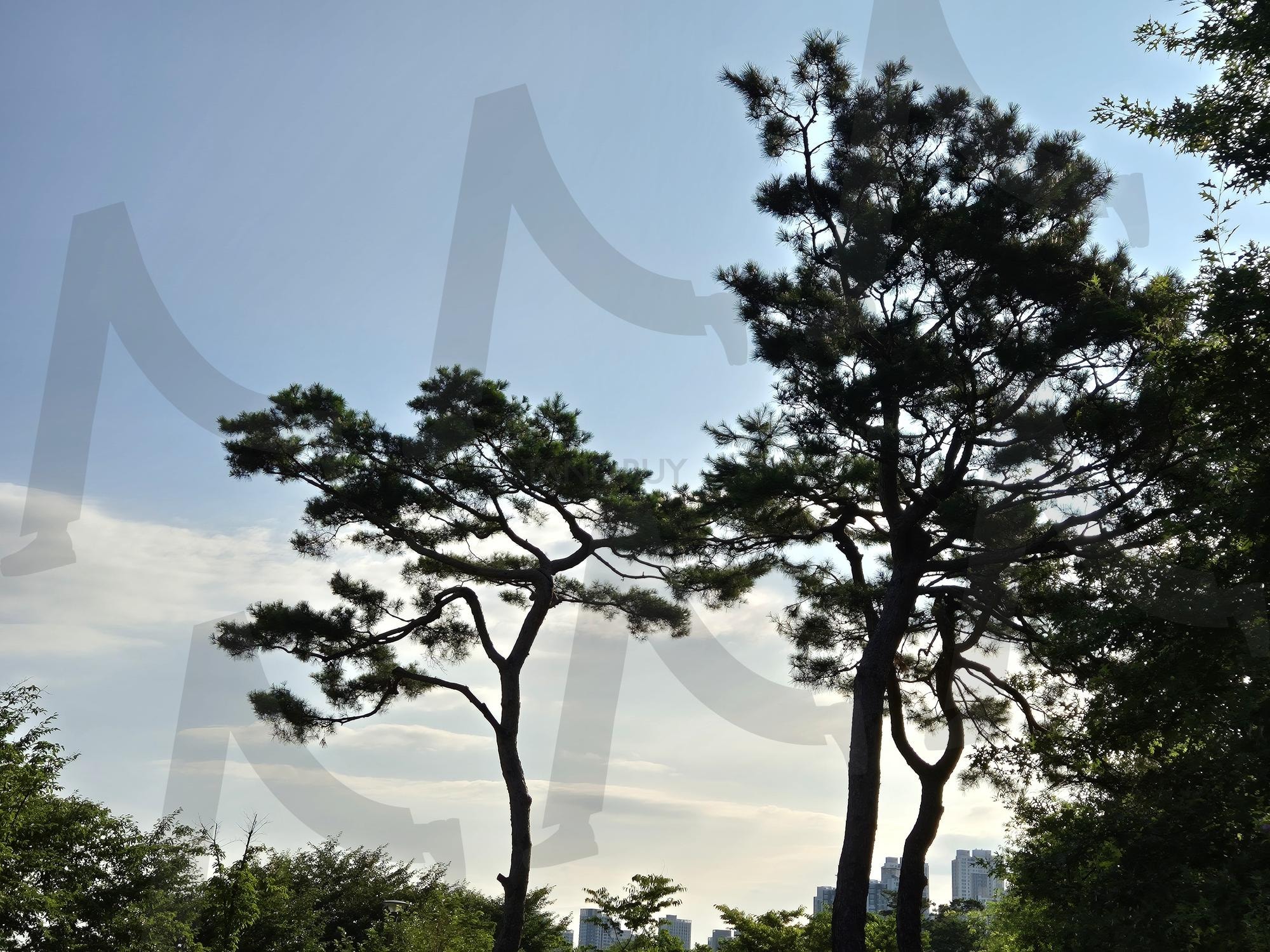 소나무와 하늘 | 소나무, 소나무위 구름, 세종시의 아름다움, 소나무와 구름, 자연경관과 세종시 | 스탠바이 STANDBUY 디지털 콘텐츠