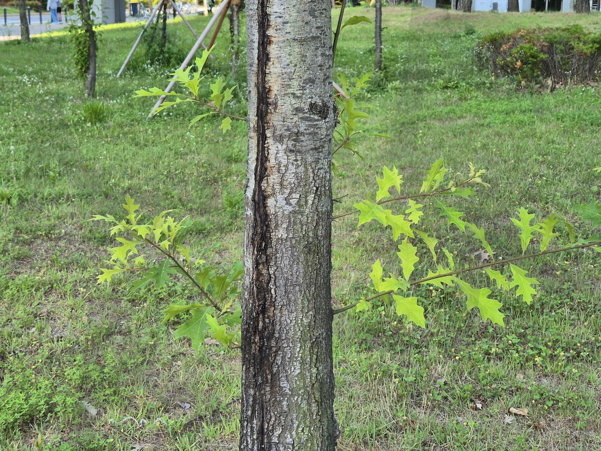 나무의 곁가지 | 나무, 곁가지, 곁가지의 아룸다운ㅁ, 세종시 정원수, 큰 나무와 잔가지의 조화 | 스탠바이 STANDBUY 디지털 콘텐츠