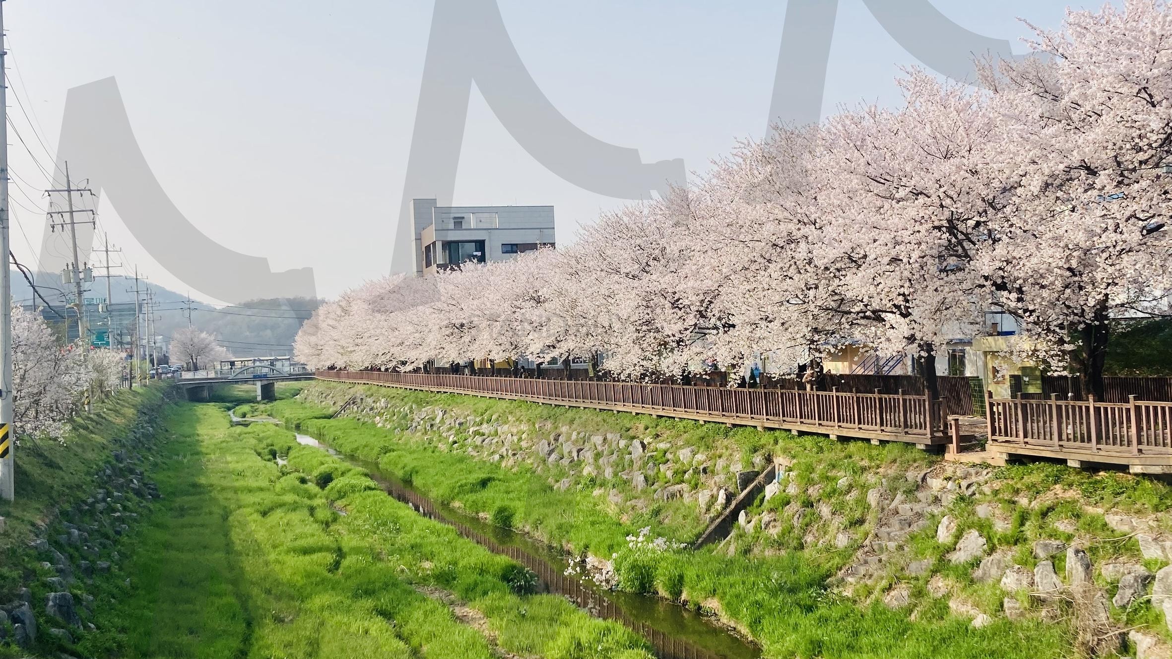 벚꽃길 Cherry Blossom Road | cherry blossoms, Flower, spring, Cherry Blossom Road, Emotional, 벚꽃, 꽃, 봄, 벚꽃길, 감성 | 스탠바이 STANDBUY 디지털 콘텐츠