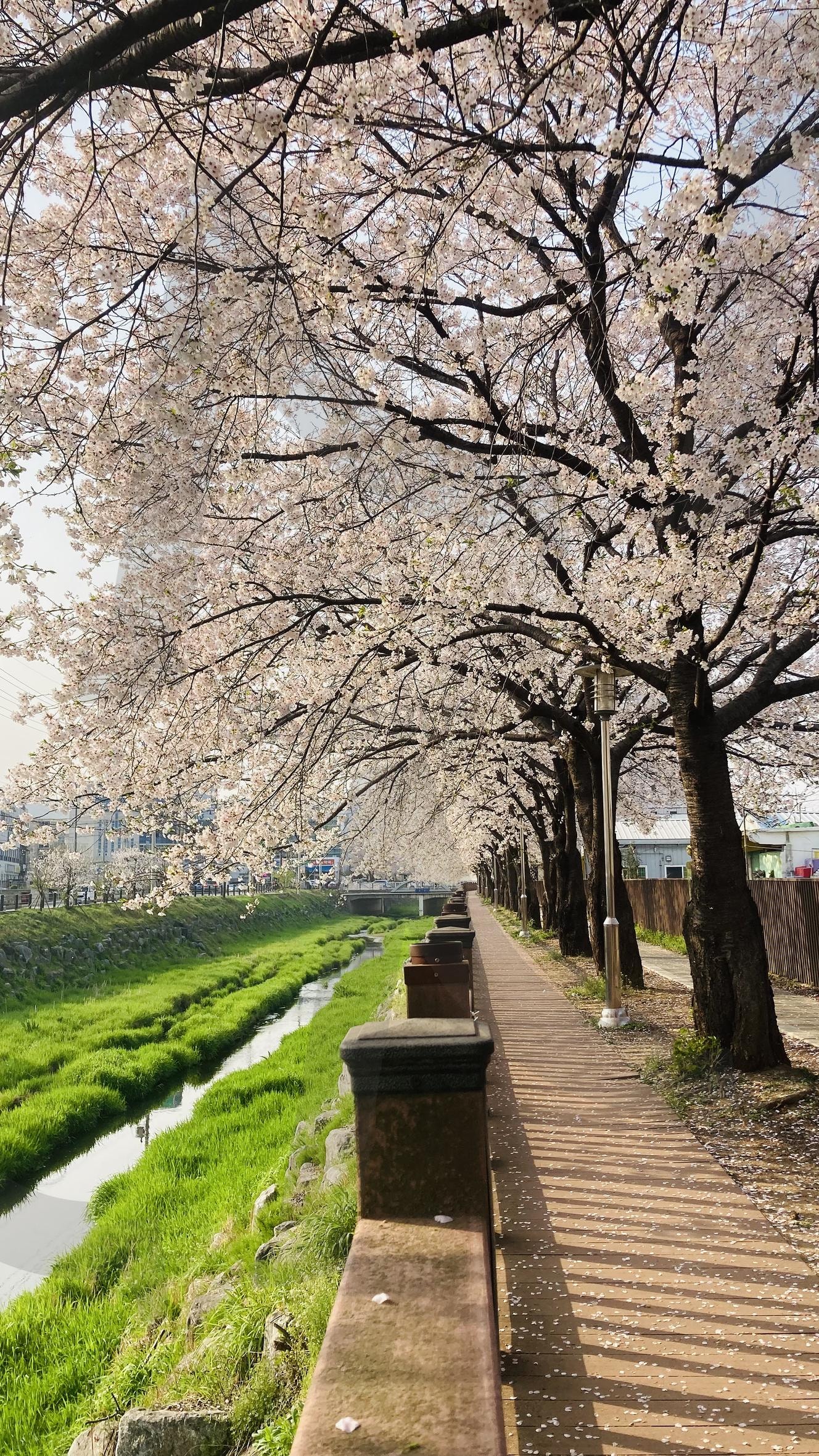 벚꽃길 | 벚꽃, 꽃, 봄, 벚꽃길, 감성, cherry blossoms, Flower, spring, Cherry Blossom Road, Emotional | 스탠바이 STANDBUY 디지털 콘텐츠