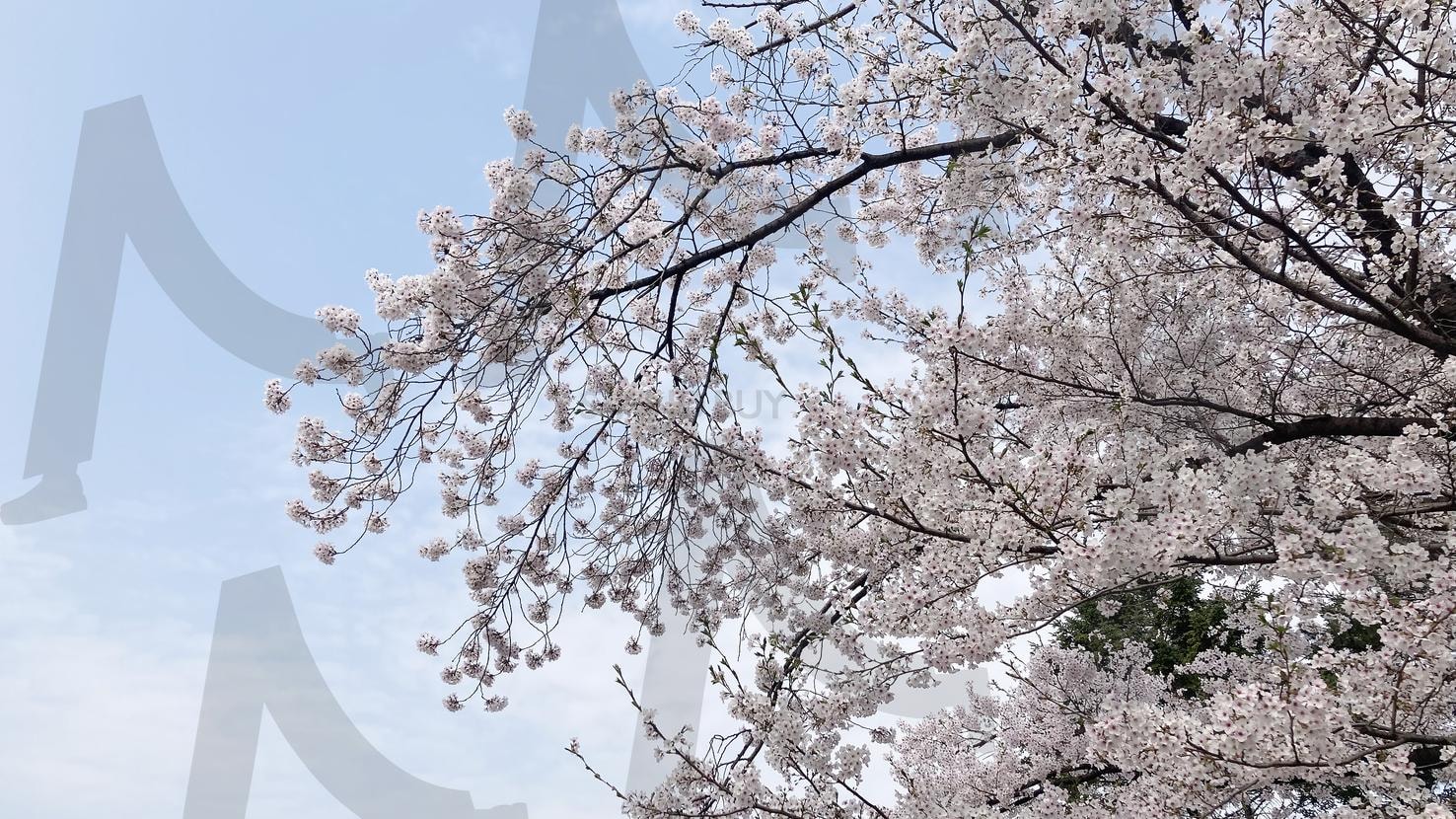cherry blossoms | cherry blossoms, Flower, 봄, spring, 감성, 따뜻한, 꽃잎, 벚꽃나무, 벚꽃 | 스탠바이 STANDBUY 디지털 콘텐츠