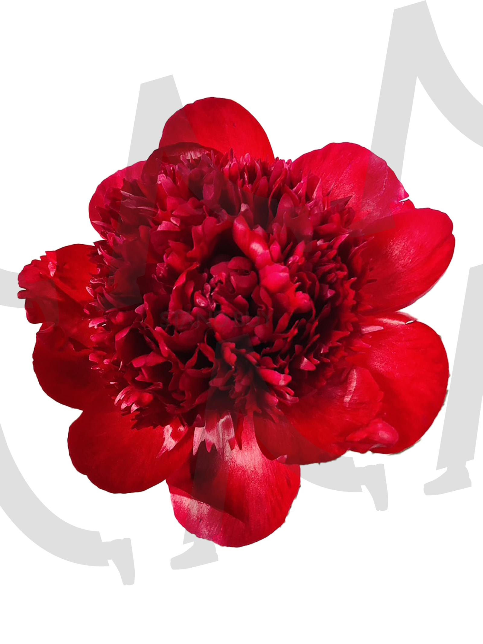 작약 | 작약, 꽃, 레드, 빨간꽃, 봄, 봄꽃, 하얀배경, 흰배경, 배경화면, peony, Flower, red, a red flower, spring, a spring flower, a white background, a white background, wallpaper | 스탠바이 STANDBUY 디지털 콘텐츠