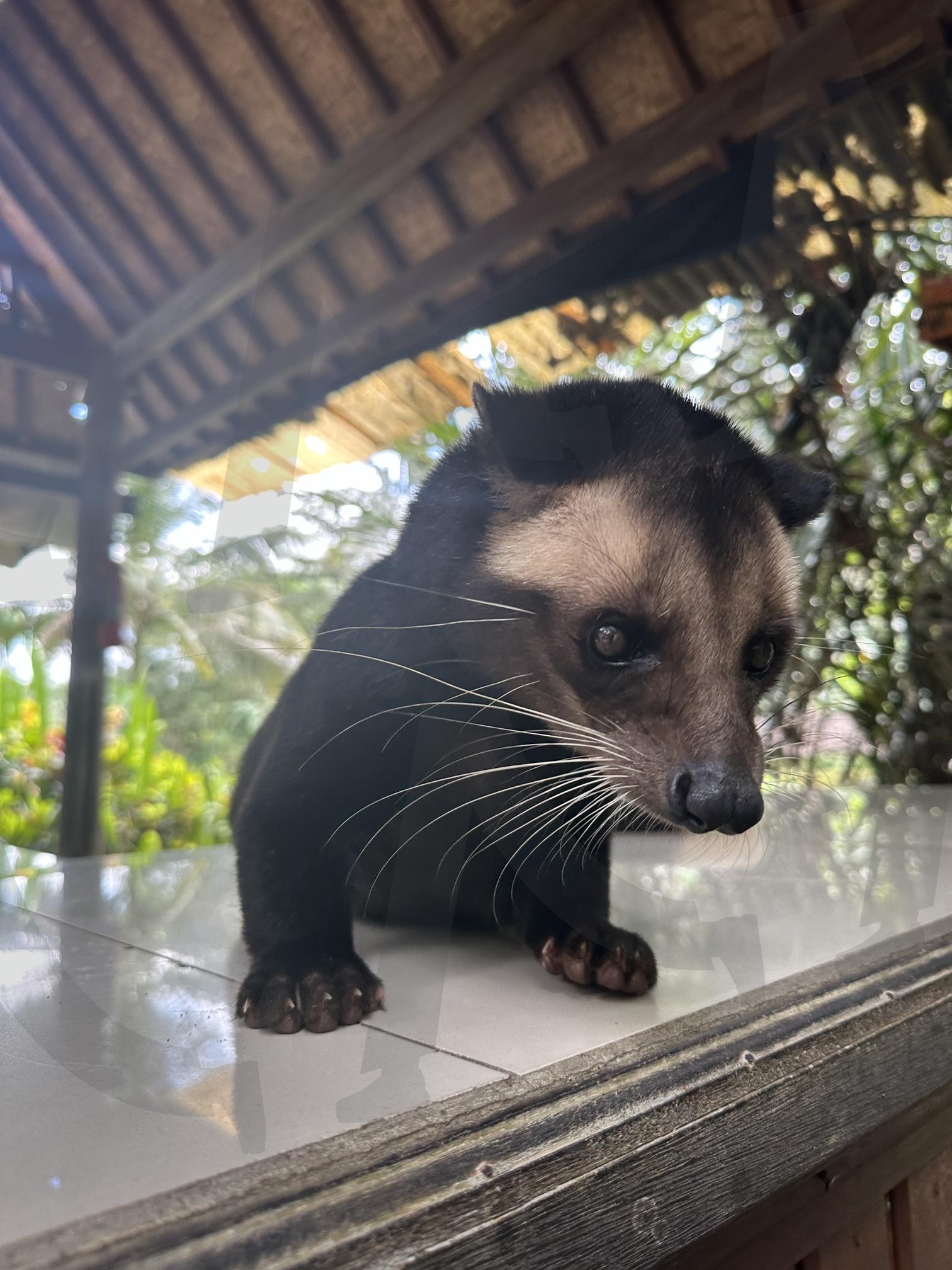 발리 우붓 루왁커피의 루왁 | 루왁, 커피, 우붓, 발리, 루왁커피 | 스탠바이 STANDBUY 디지털 콘텐츠