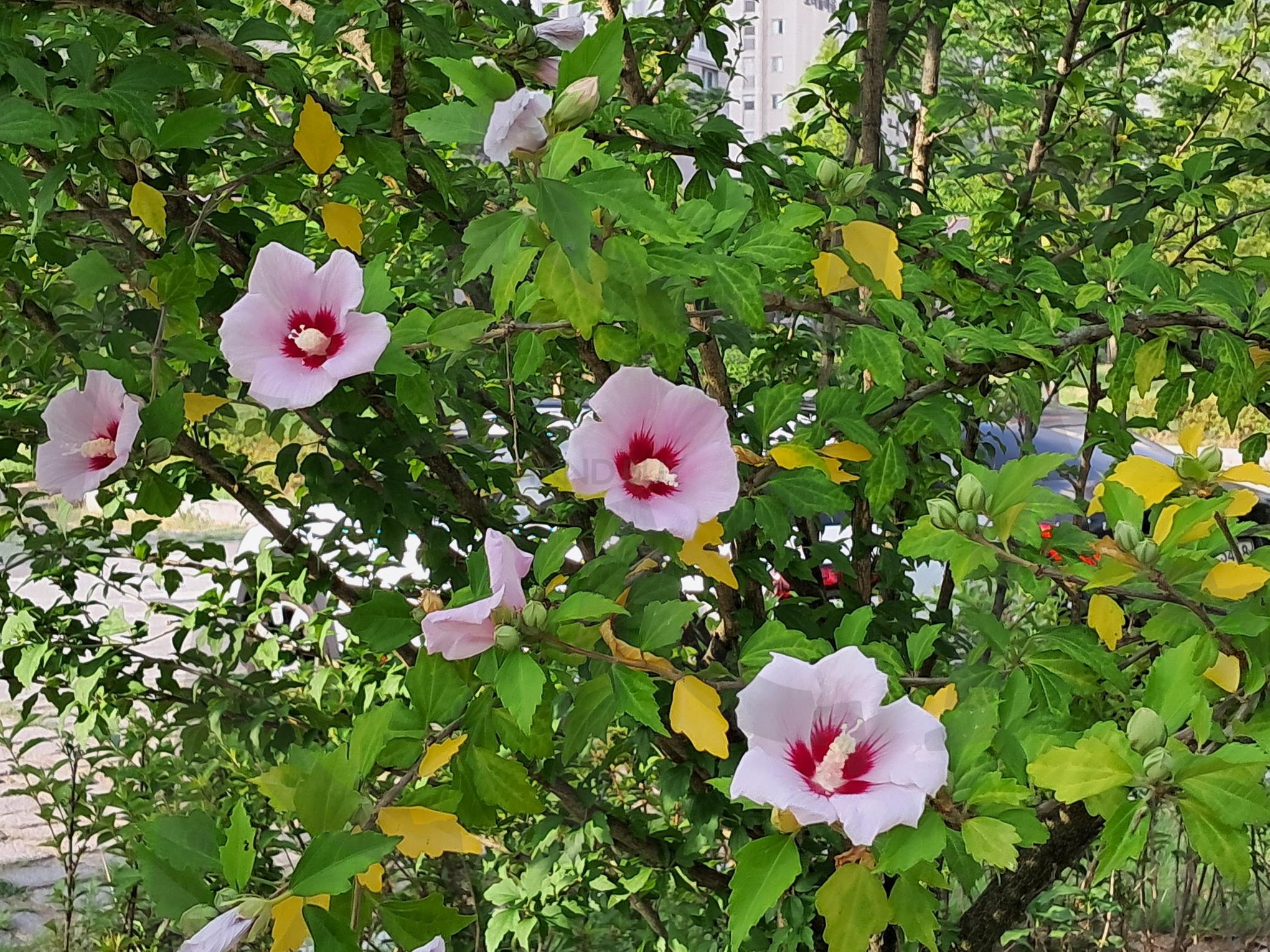 무궁화꽃 | 무궁화꽃, 세종시 무궁화꽃 국가상징, 세종시민의 나라사랑, 무궁화꽃과 애굯힘, 애국심 계승 | 스탠바이 STANDBUY 디지털 콘텐츠