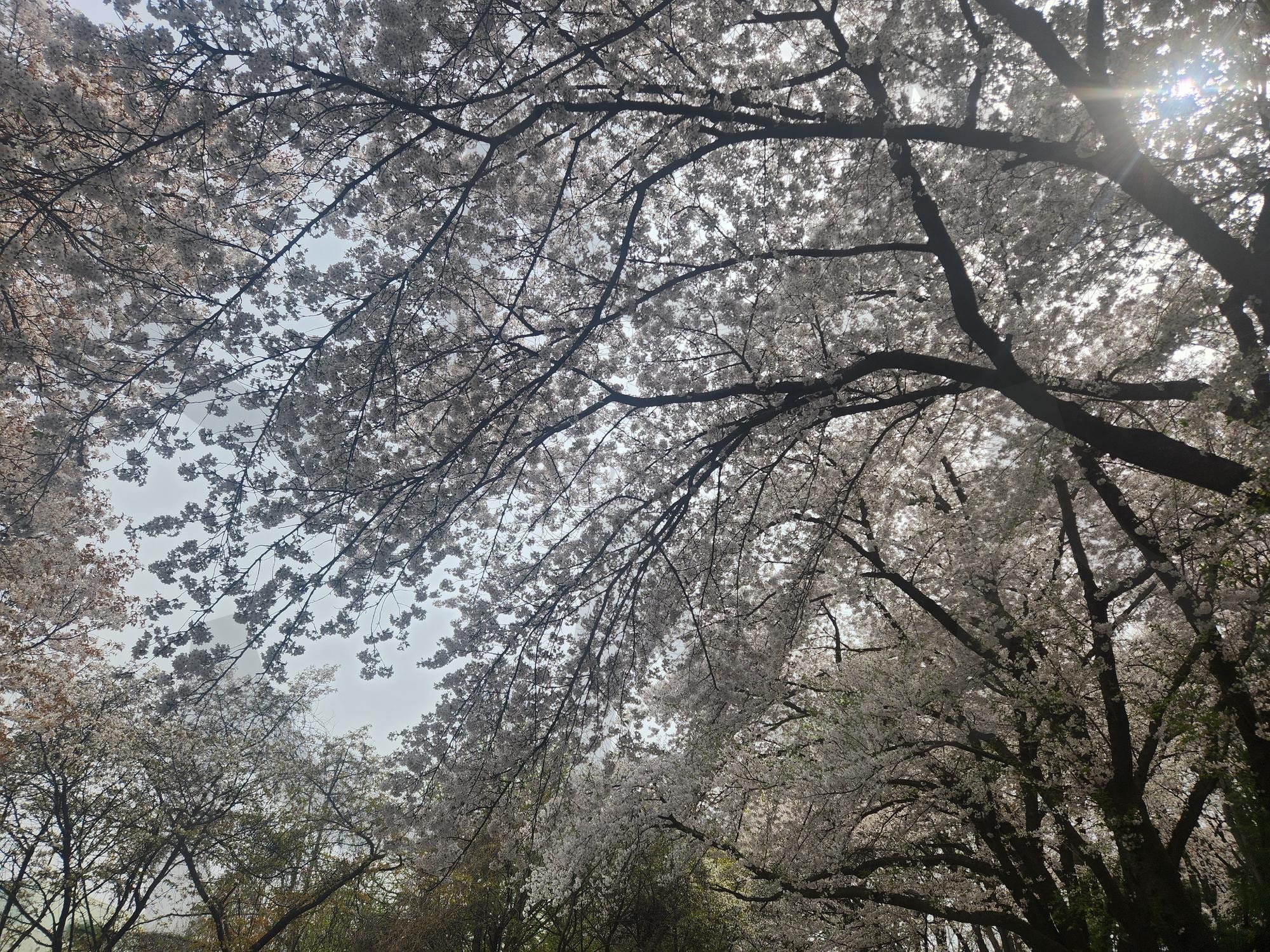한국 벚꽃"Korean cherry blossoms | Korean cherry blossoms, Spring in Korea, 한국벚꽃, 벚꽃배경, Pink flower scenery | 스탠바이 STANDBUY 디지털 콘텐츠