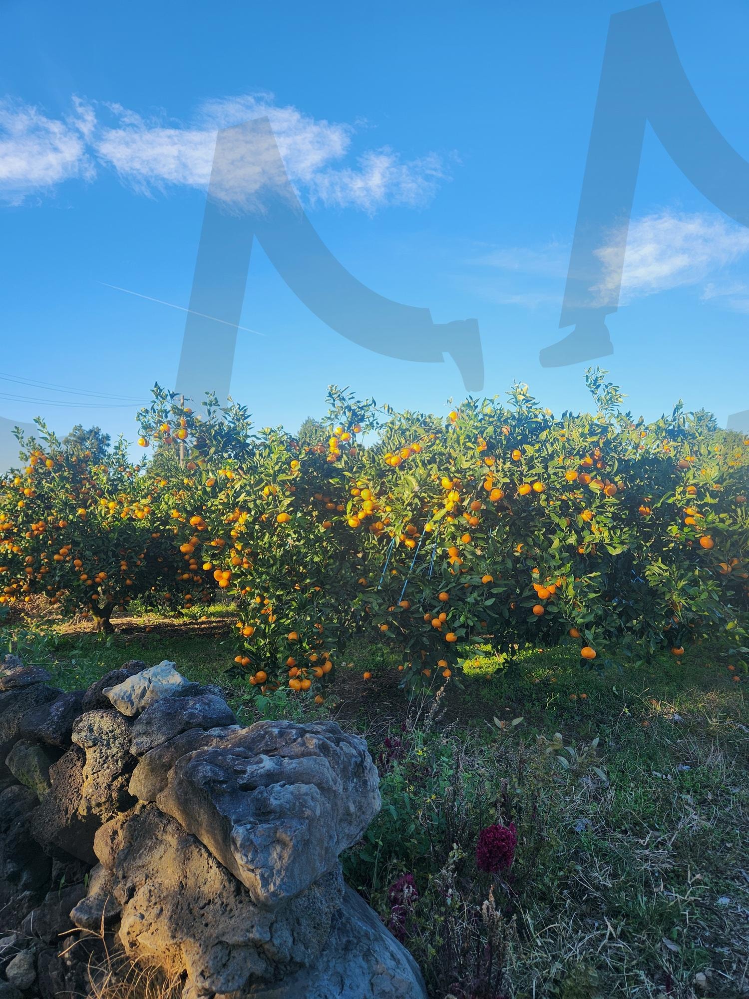제주 감귤밭 배경 | 제주배경, 제주감귤밭배경, 제주감귤, 제주돌담, 제주감귤감성사진, 제주돌담감성사진 | 스탠바이 STANDBUY 디지털 콘텐츠