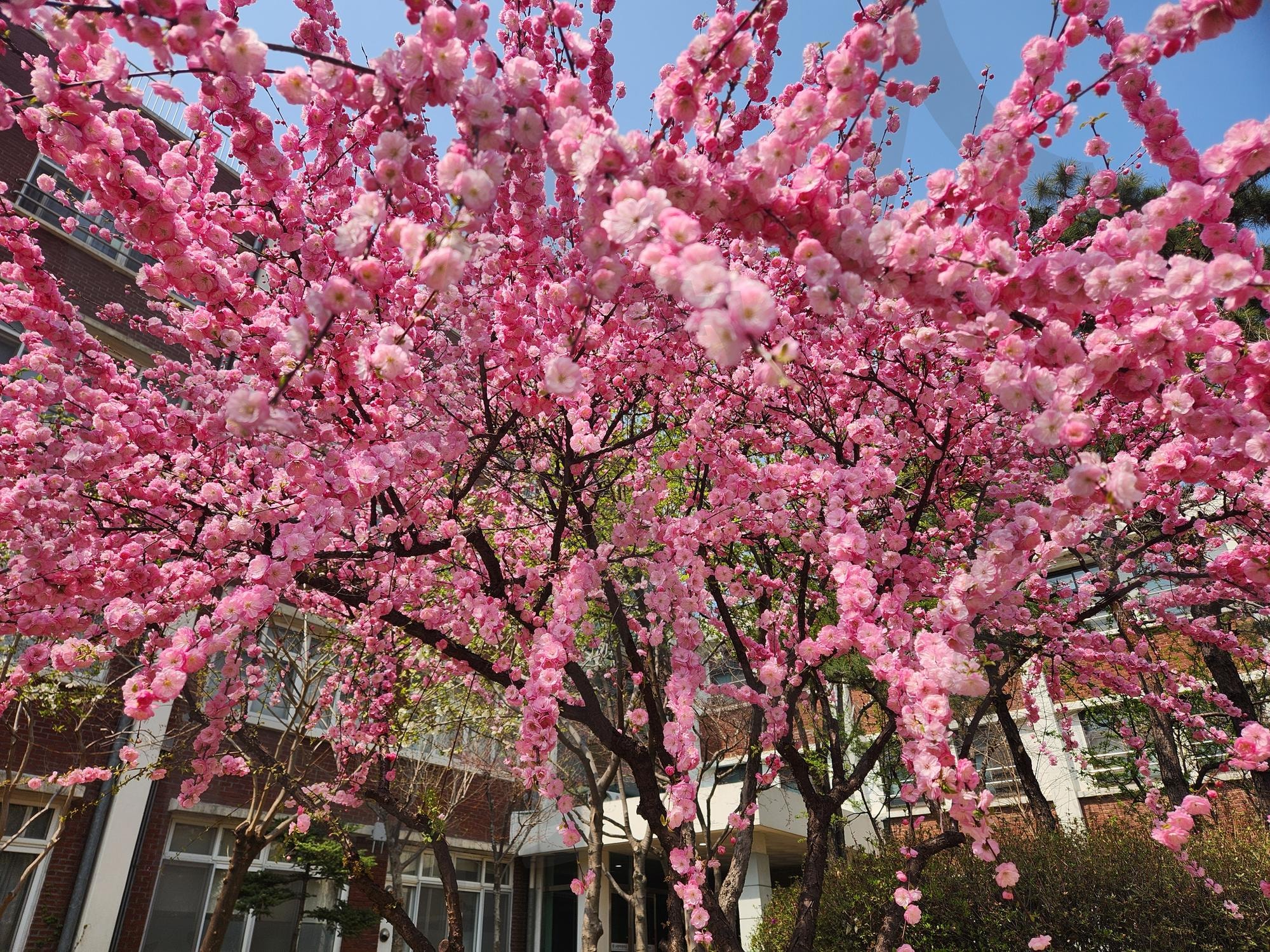 감성 꽃배경화면, Pink flower scenery | Pink flower scenery, 감성꽃배경화면, 감성배경화면, 핑크꽃배경화면, emotional vibes, dreamy background | 스탠바이 STANDBUY 디지털 콘텐츠