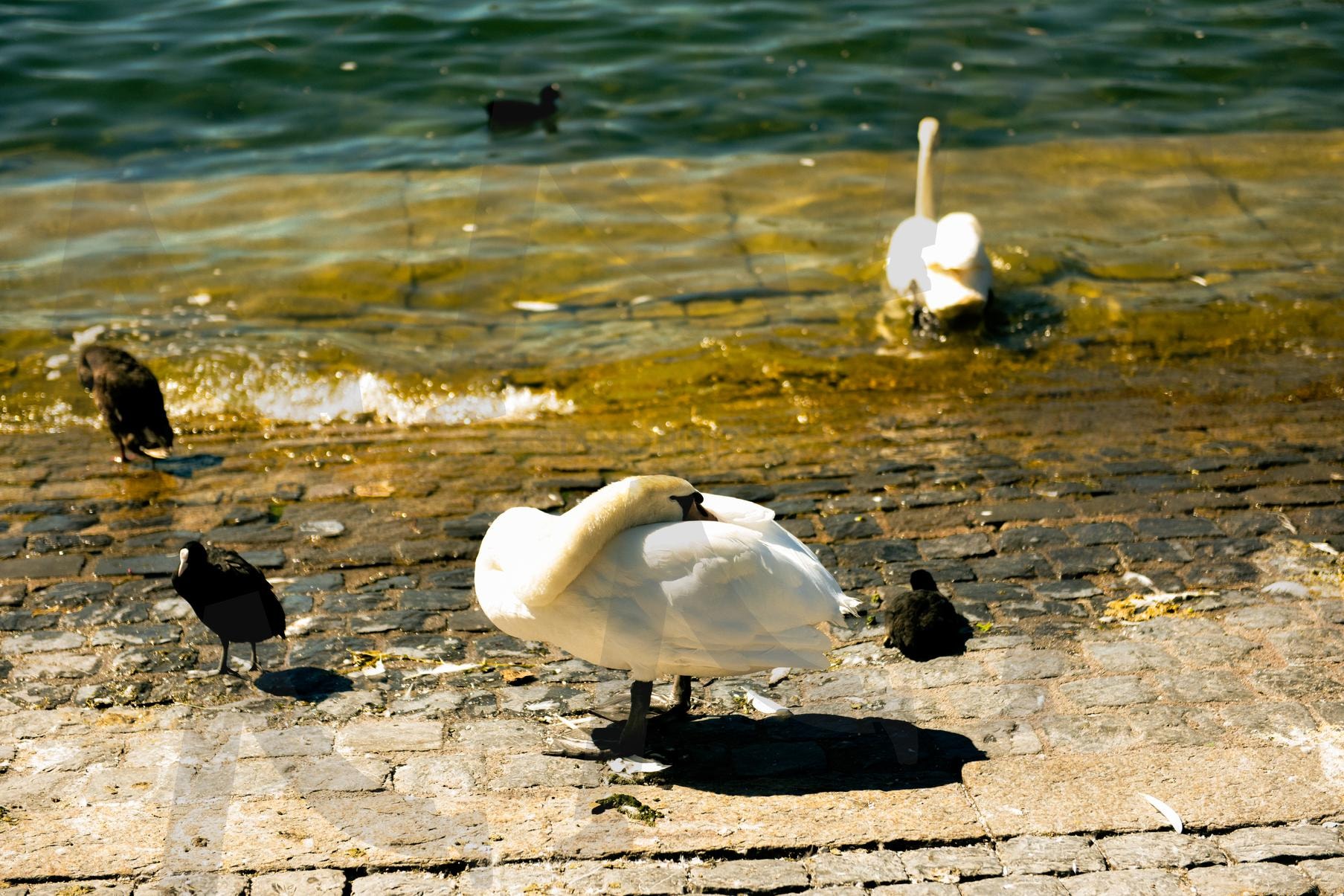 유럽 취리히 호수 물빛 강변 백조 오리 | 유럽, 취리히, 호수, 물빛, 강변, 여행, 백조, 오리, 동물 | 스탠바이 STANDBUY 디지털 콘텐츠