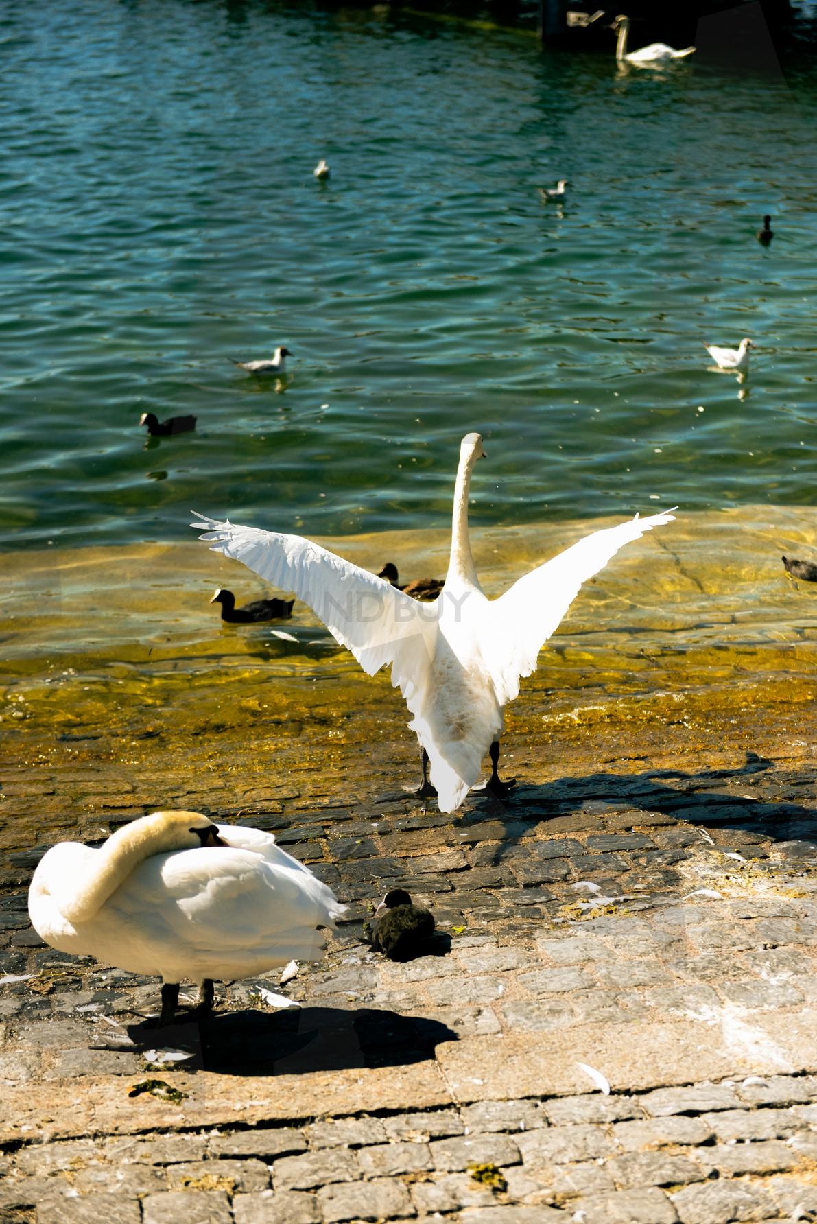유럽 취리히 호수 물빛 강변 백조 오리 | 유럽, 취리히, 호수, 강변, 물빛, 오리, 백조, 새, 여행, 필름 | 스탠바이 STANDBUY 디지털 콘텐츠