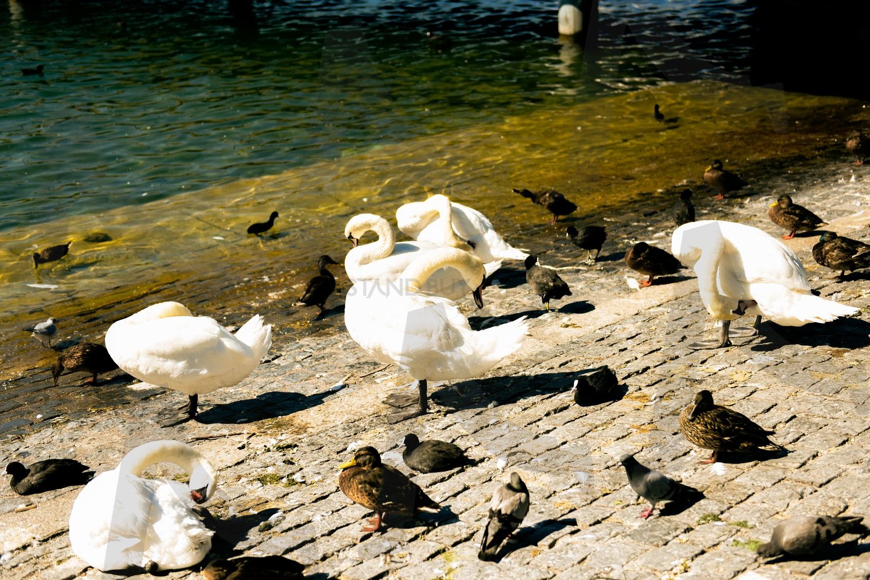 유럽 취리히 호수 물빛 강변 백조 오리 | 유럽, 취리히, 호수, 물, 강변, 백조, 오리, 동물, 감성, 여행, 그림자, 새, 필름 | 스탠바이 STANDBUY 디지털 콘텐츠