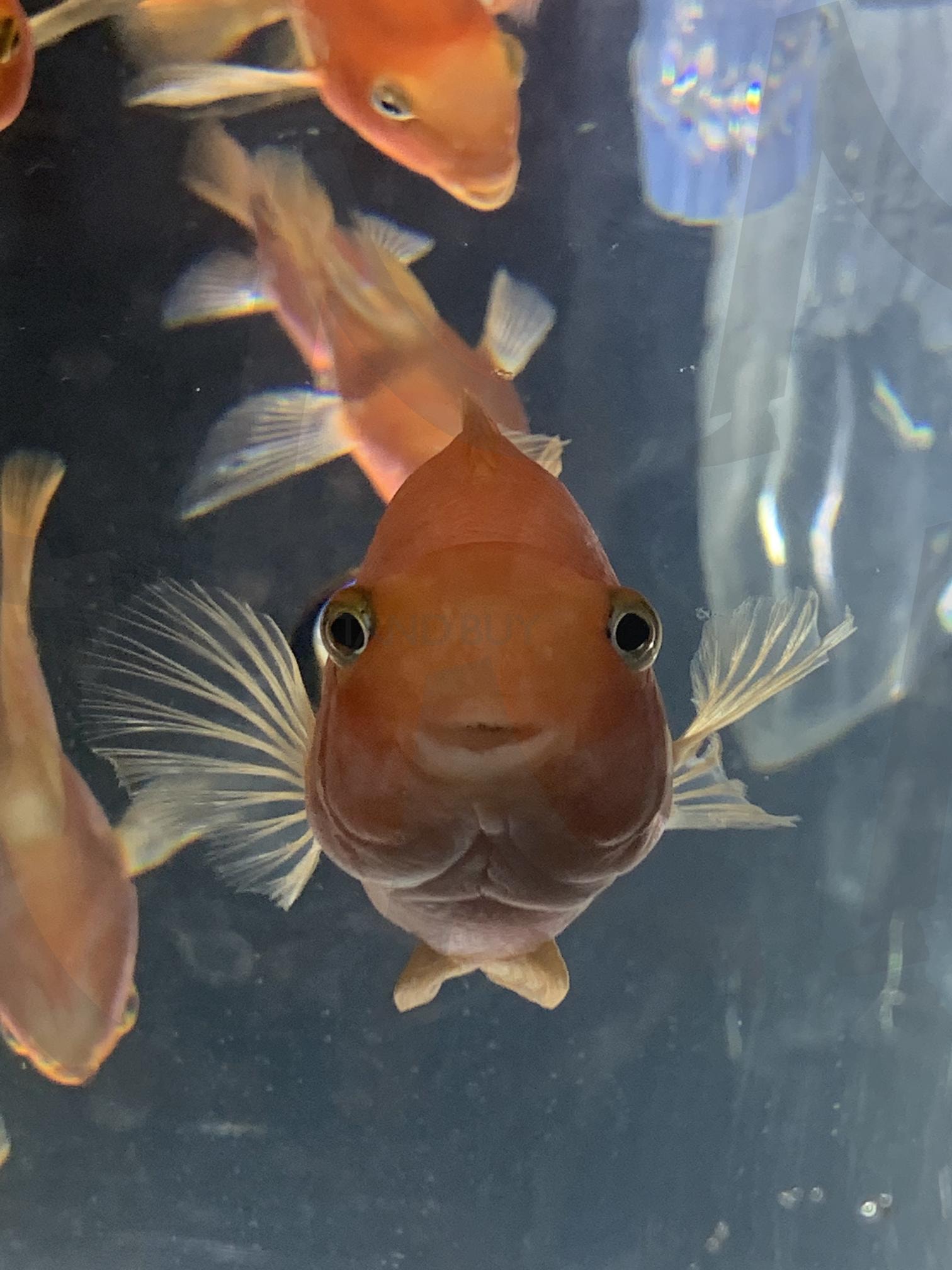 어?예쁘다 | 물고기, 멀봐!, 물고기랑, 눈마주침, 묘한기분 | 스탠바이 STANDBUY 디지털 콘텐츠