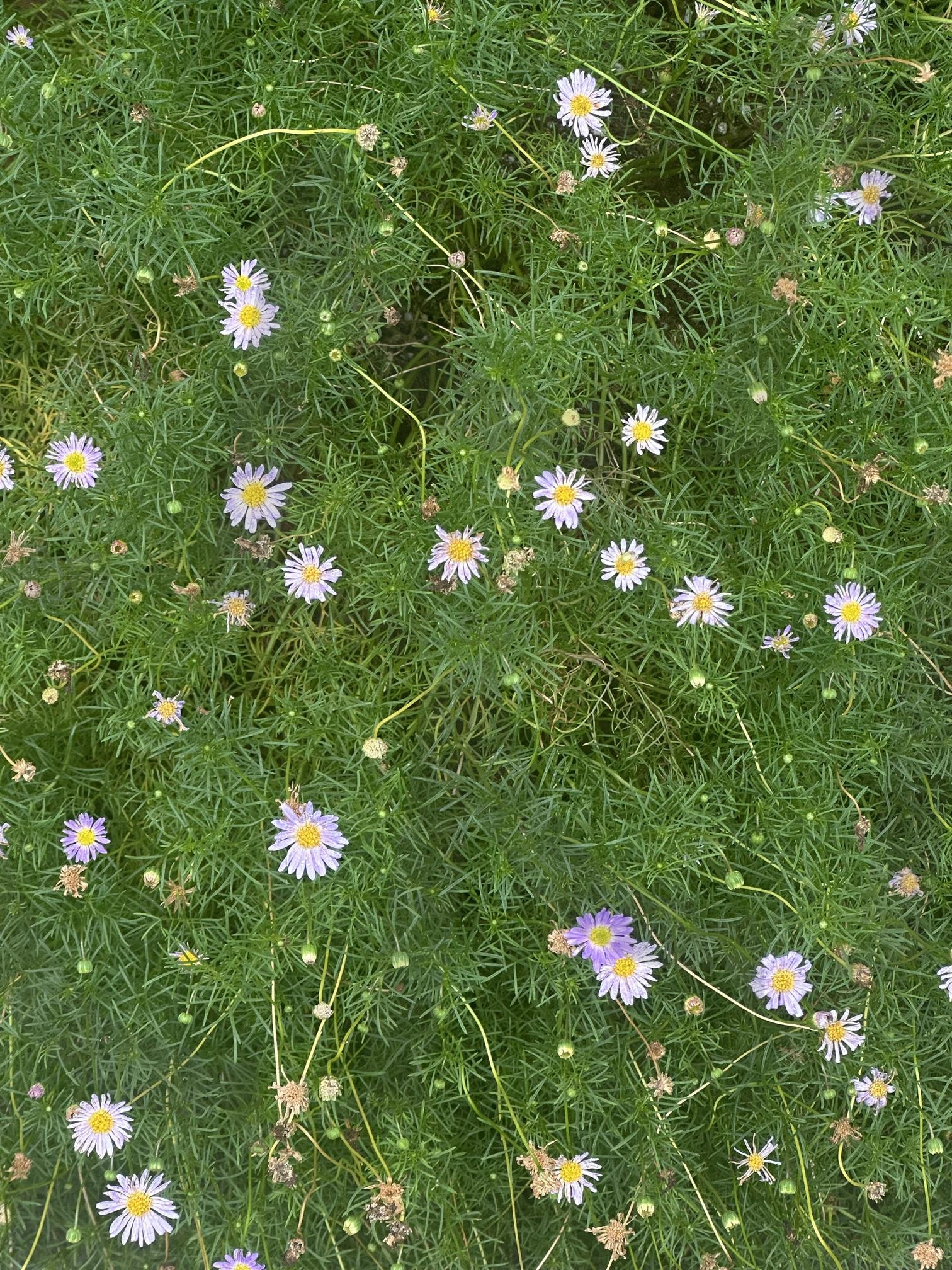 꽃을 마치 별처럼 박아놓은 듯, 작은 행운들 | 꽃, Flower, 별, 행운, Star, sparkle | 스탠바이 STANDBUY 디지털 콘텐츠