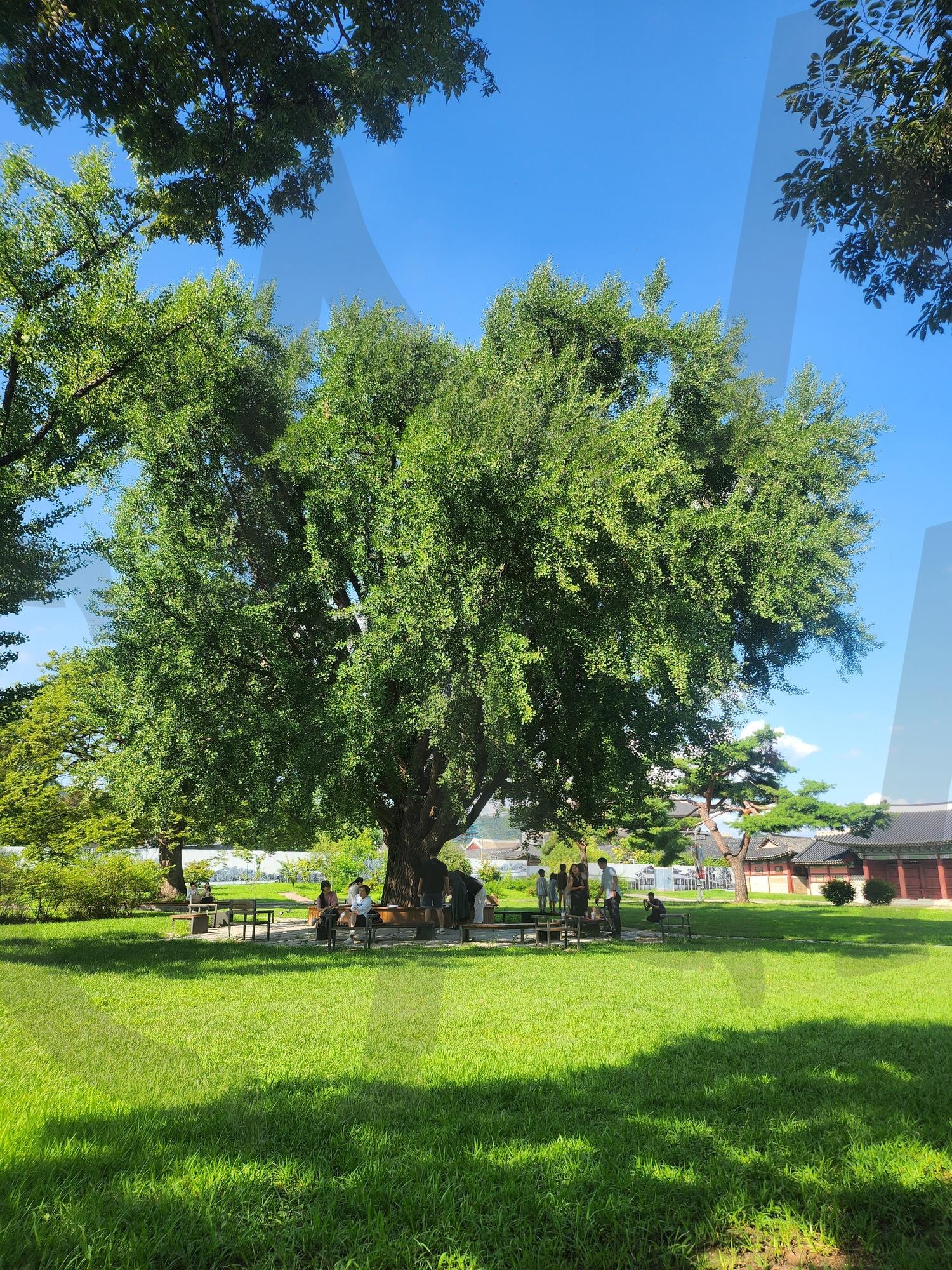 Scenery around the National Palace Museum of Korea – Tradition and Serenity | National Palace Museum of Korea, Seoul, korean heritage, traditional architecture, Joseon Dynasty, gyeongbokgung, cultural site, history, travel photo, korean palace | 스탠바이 STANDBUY 디지털 콘텐츠