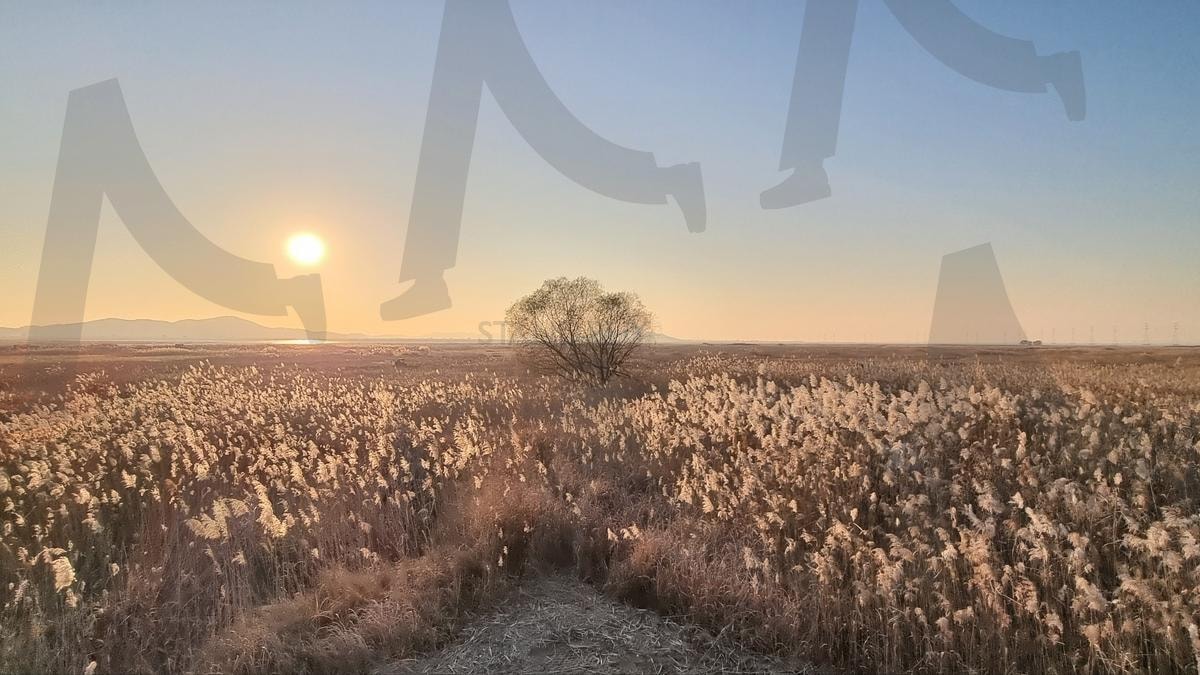 갈대밭데이트 | 시흥, 갈대숲, 갈대밭, 갯골공원, 데이트, 분위기, 석양, 아프리카같은곳, 데이트장소 | 스탠바이 STANDBUY 디지털 콘텐츠