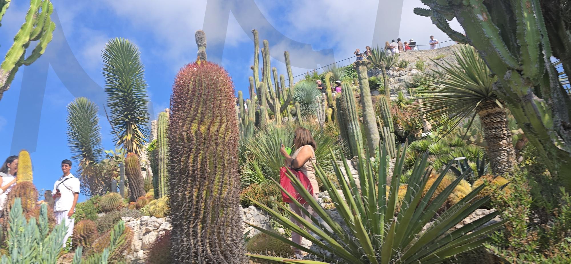 에제의 선인장 | 선인장, 선인장마을, 남프랑스풍경, 에즈풍경, 선인장풍경, 에즈마을선인장, 에제마을, 에제, 남프랑스, 니스식물, 니스풍경 | 스탠바이 STANDBUY 디지털 콘텐츠