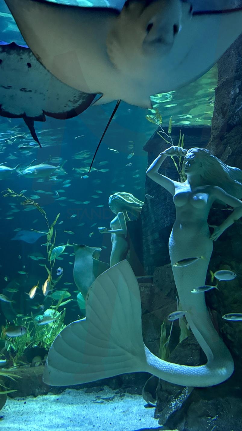 아쿠아리움 속 숨겨진 아름다움, 가오리 (2) | 아쿠아리움, 물고기, 가오리, 바다 속, 고화질, 아름다움, 생명, 배경화면 | 스탠바이 STANDBUY 디지털 콘텐츠