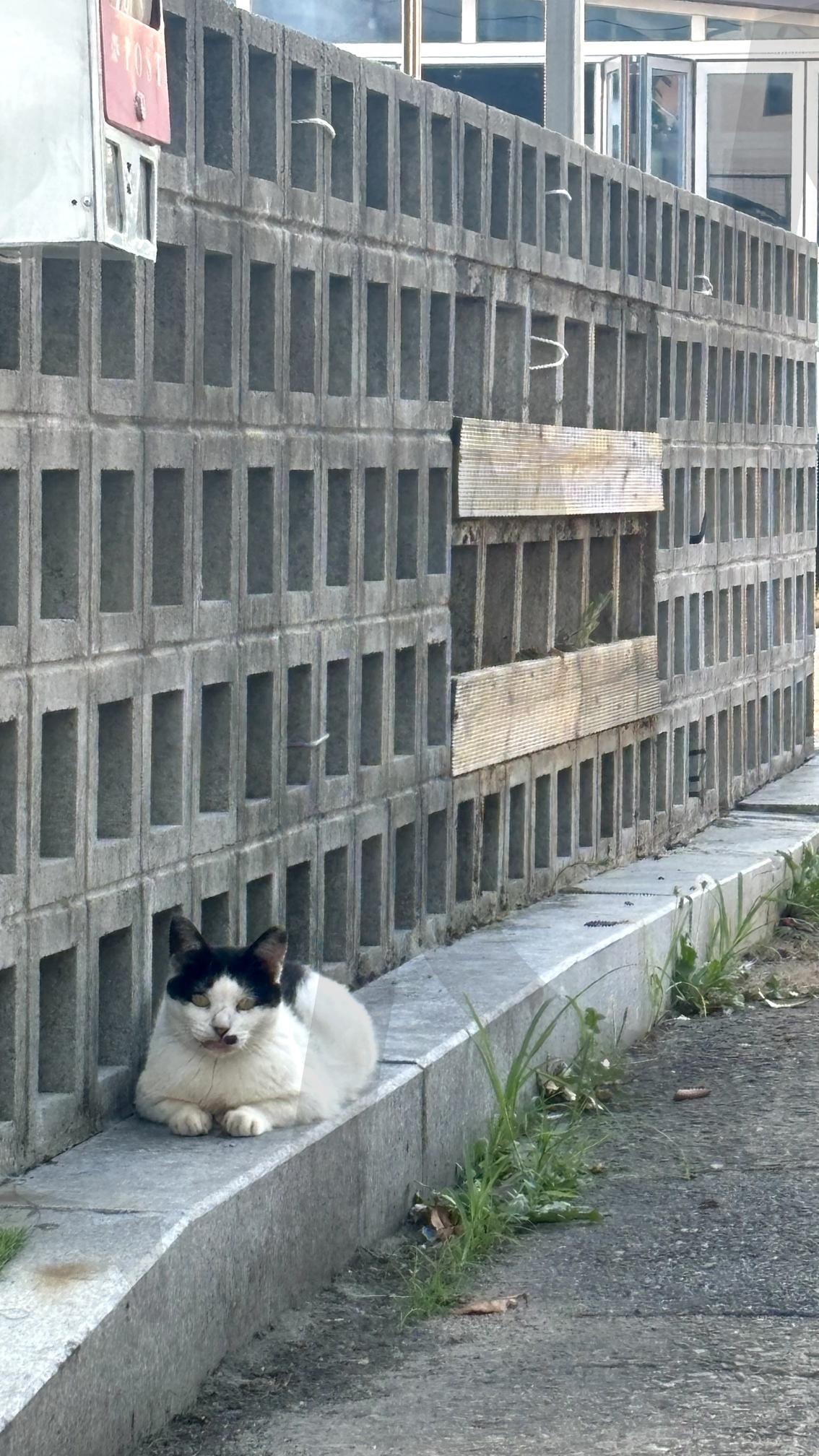 저 멀리서 마주한 고양이 | 고양이, 평화로운 풍경, 한적함, 고요함, 아름다운 순간, 여유, 힐링 | 스탠바이 STANDBUY 디지털 콘텐츠