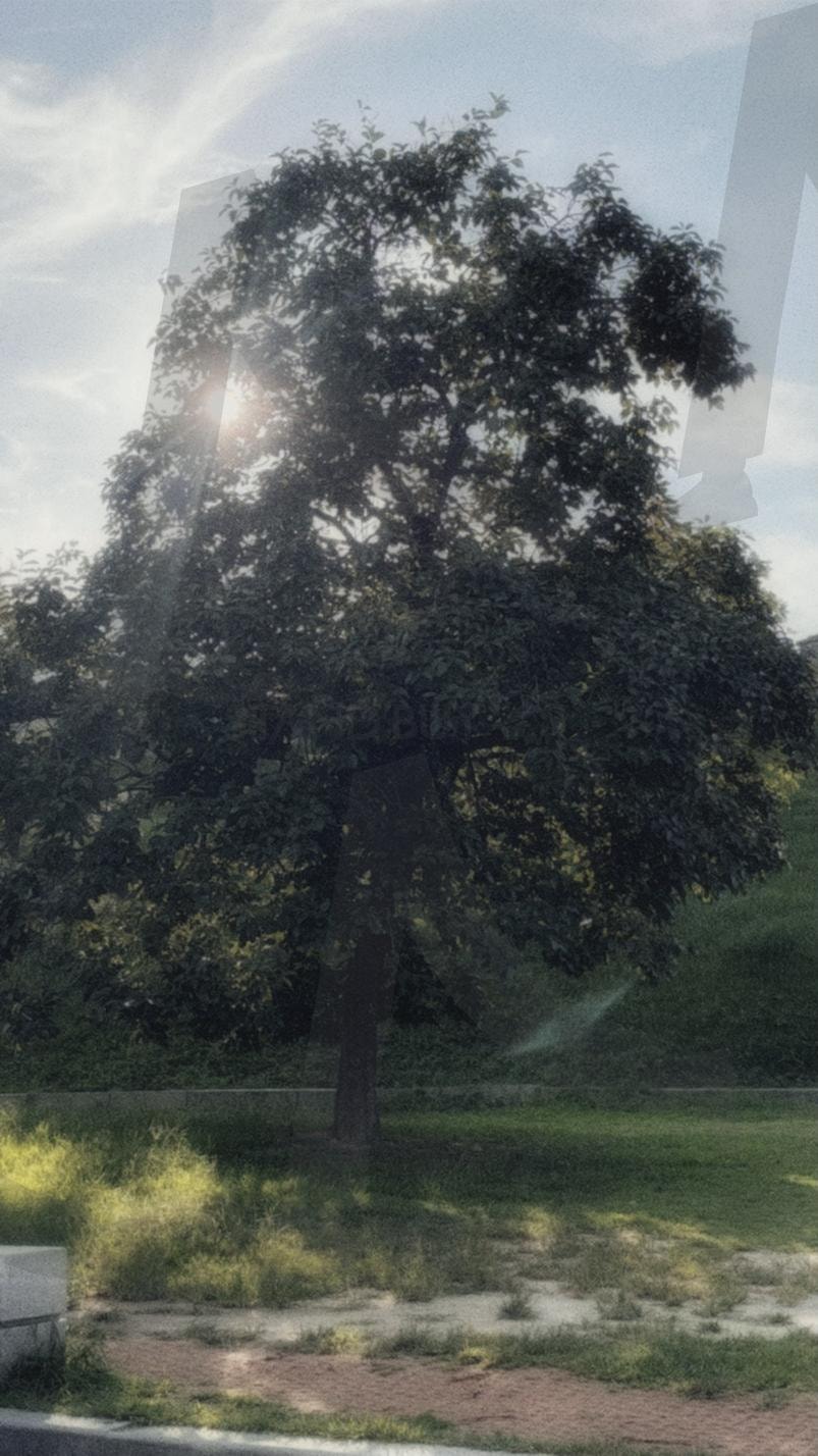 여름 바람에 흔들리는 나무 | 여름, 나무, 살랑이는 바람, 아름다움, 몽환적, 여름 햇살 | 스탠바이 STANDBUY 디지털 콘텐츠