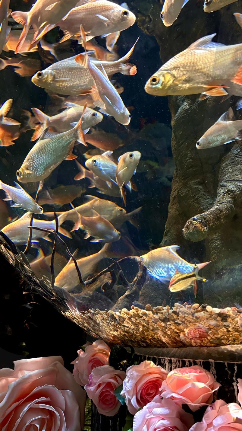 아쿠아리움 속 숨겨진 아름다움, 물고기 (1) | 아쿠아리움, 물고기, 고화질, 아름다움, 생명, 배경화면 | 스탠바이 STANDBUY 디지털 콘텐츠