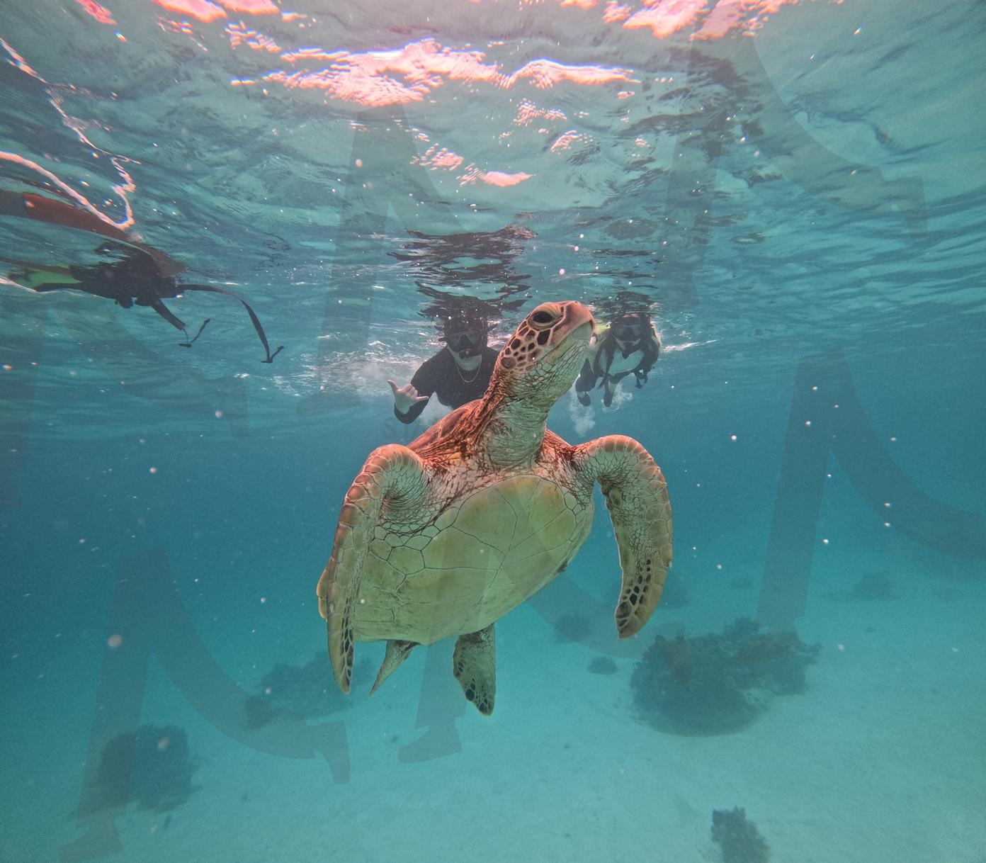 “바다의 숨결을 따라 천천히 유영하는 시간.” | 바다거북이, 수영, 필리핀, 보홀, 스토킹, 친구, 자연 | 스탠바이 STANDBUY 디지털 콘텐츠