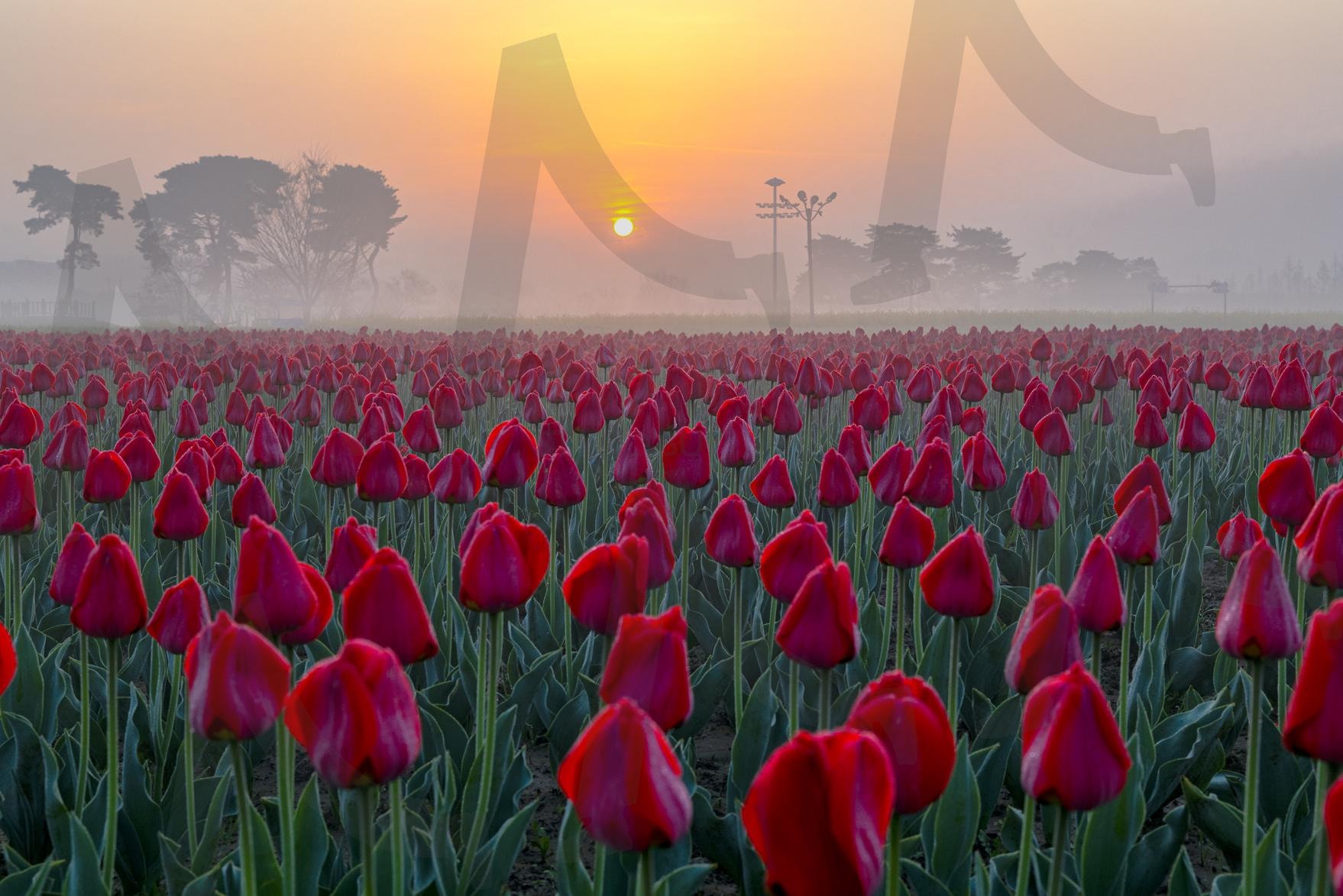 튤립 | 창녕, 남지, 튤립, 여행, 일출 | 스탠바이 STANDBUY 디지털 콘텐츠