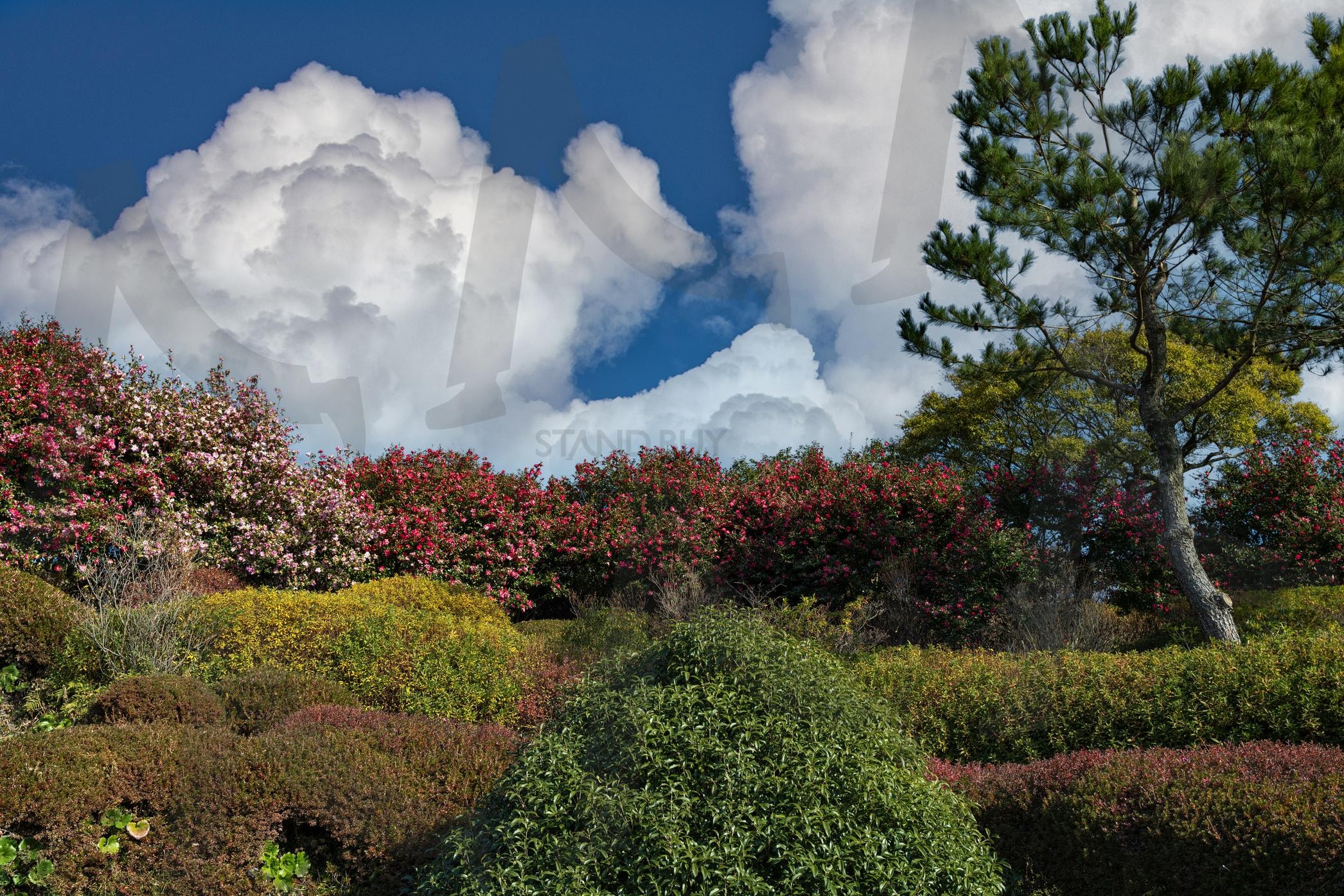카멜리아힐 | 제주, 카멜리아힐, 동백, 겨울여행, 구름 | 스탠바이 STANDBUY 디지털 콘텐츠