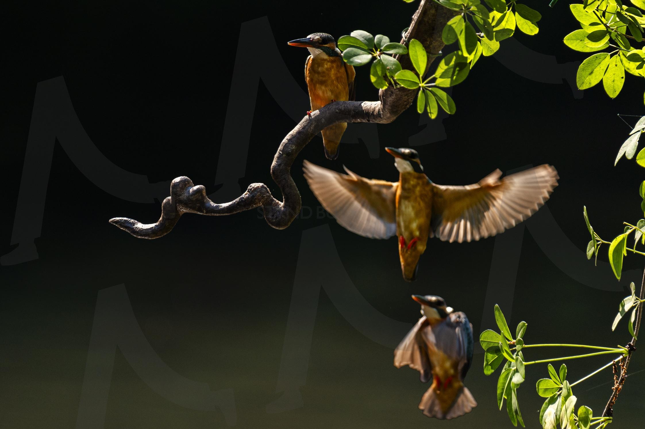 물총새 | 물총새, 사냥, 먹이사슬, 여행, 힐링 | 스탠바이 STANDBUY 디지털 콘텐츠