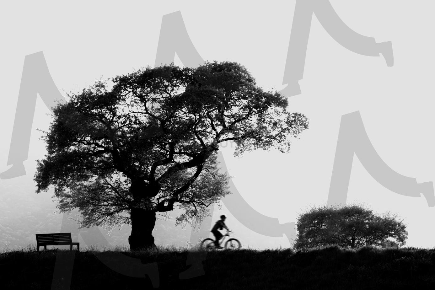 자전거 타는 사람 | 여행, 힐링, 느티나무, 자전거, 사람 | 스탠바이 STANDBUY 디지털 콘텐츠
