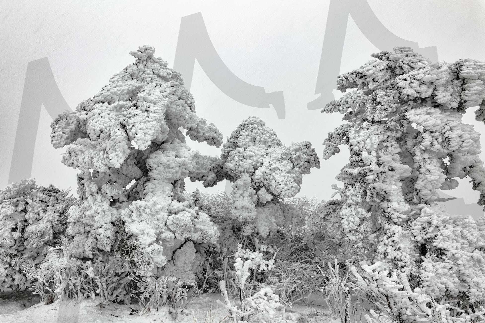 주목 | 태백산, 눈꽃, 주목, 힐링, 여행, 산행 | 스탠바이 STANDBUY 디지털 콘텐츠