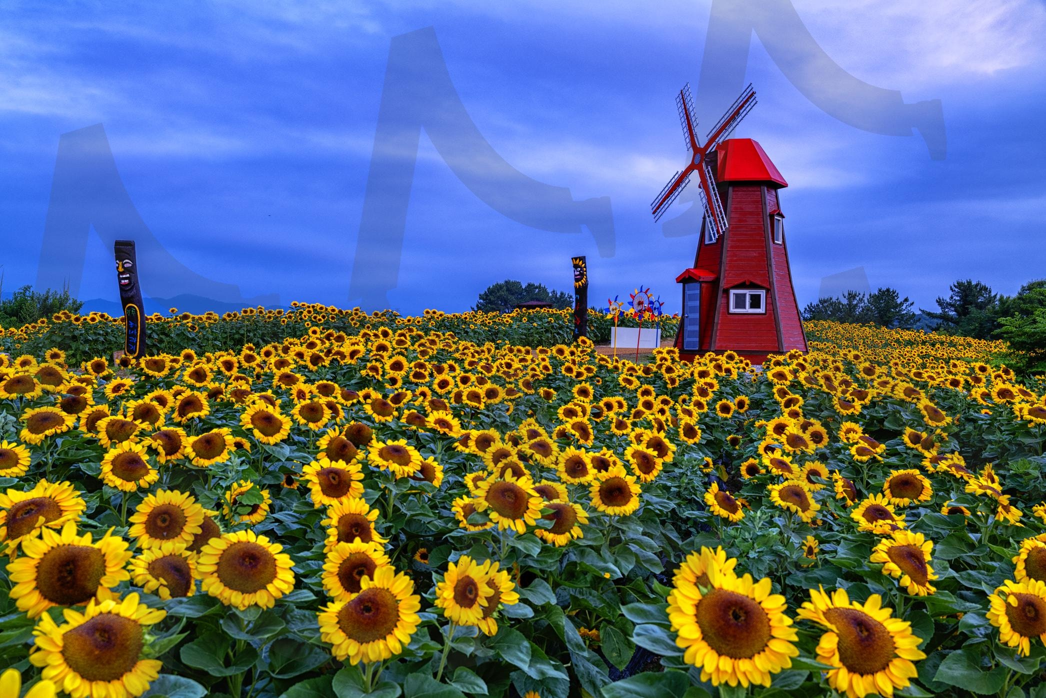 해바라기 | 함안, 강주리, 해바라기, 풍차, 여행, 힐링 | 스탠바이 STANDBUY 디지털 콘텐츠