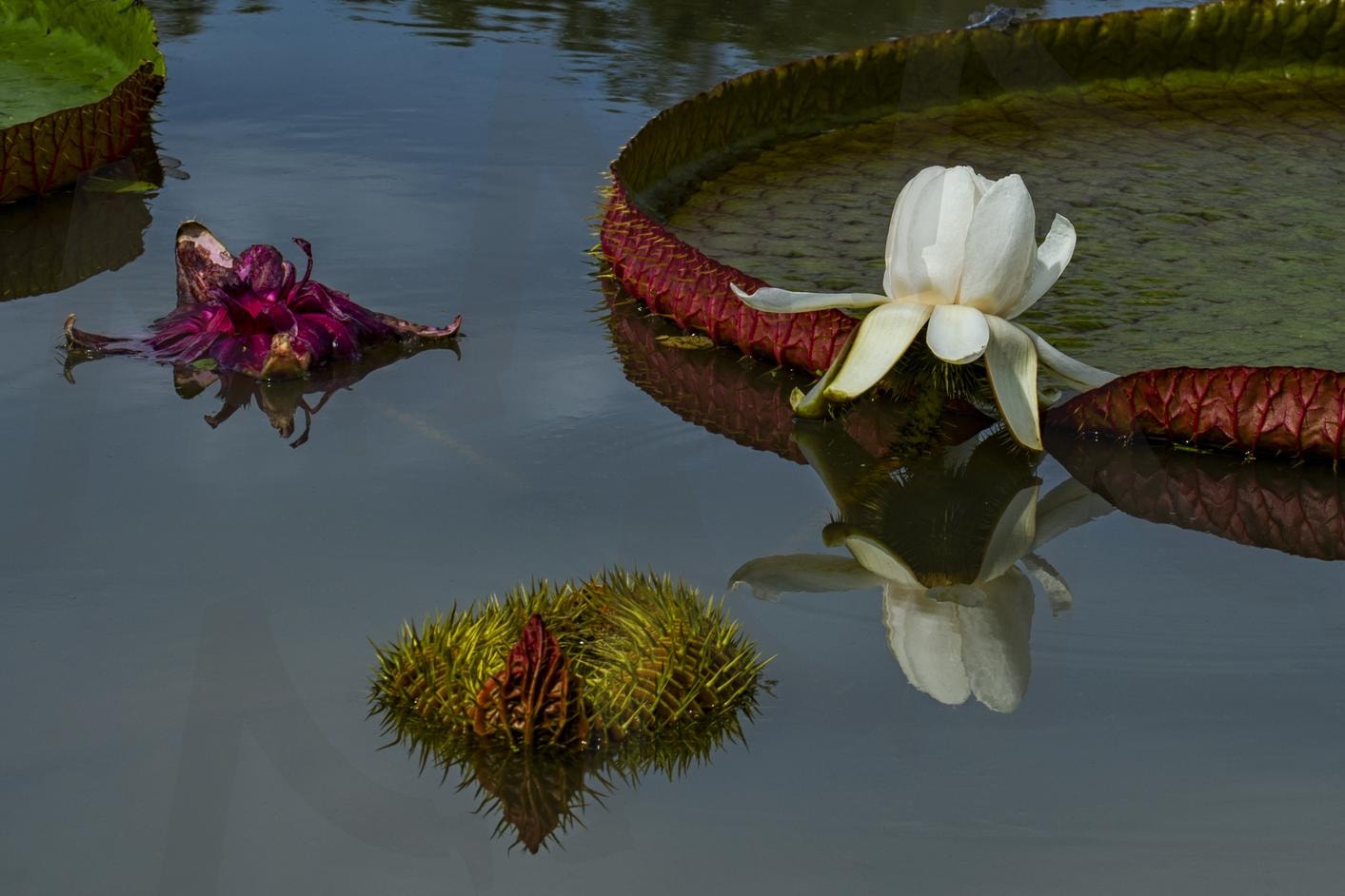 빅리아 | 빅토리아, 연꽃, 왕관, 여행, 힐링 | 스탠바이 STANDBUY 디지털 콘텐츠