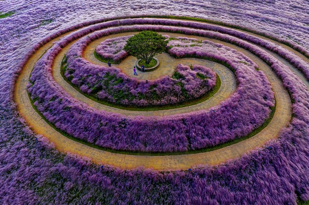 핑크뮬리동산 | 합천, 핑큰뮬리, 동산, 여행, 신소양 | 스탠바이 STANDBUY 디지털 콘텐츠