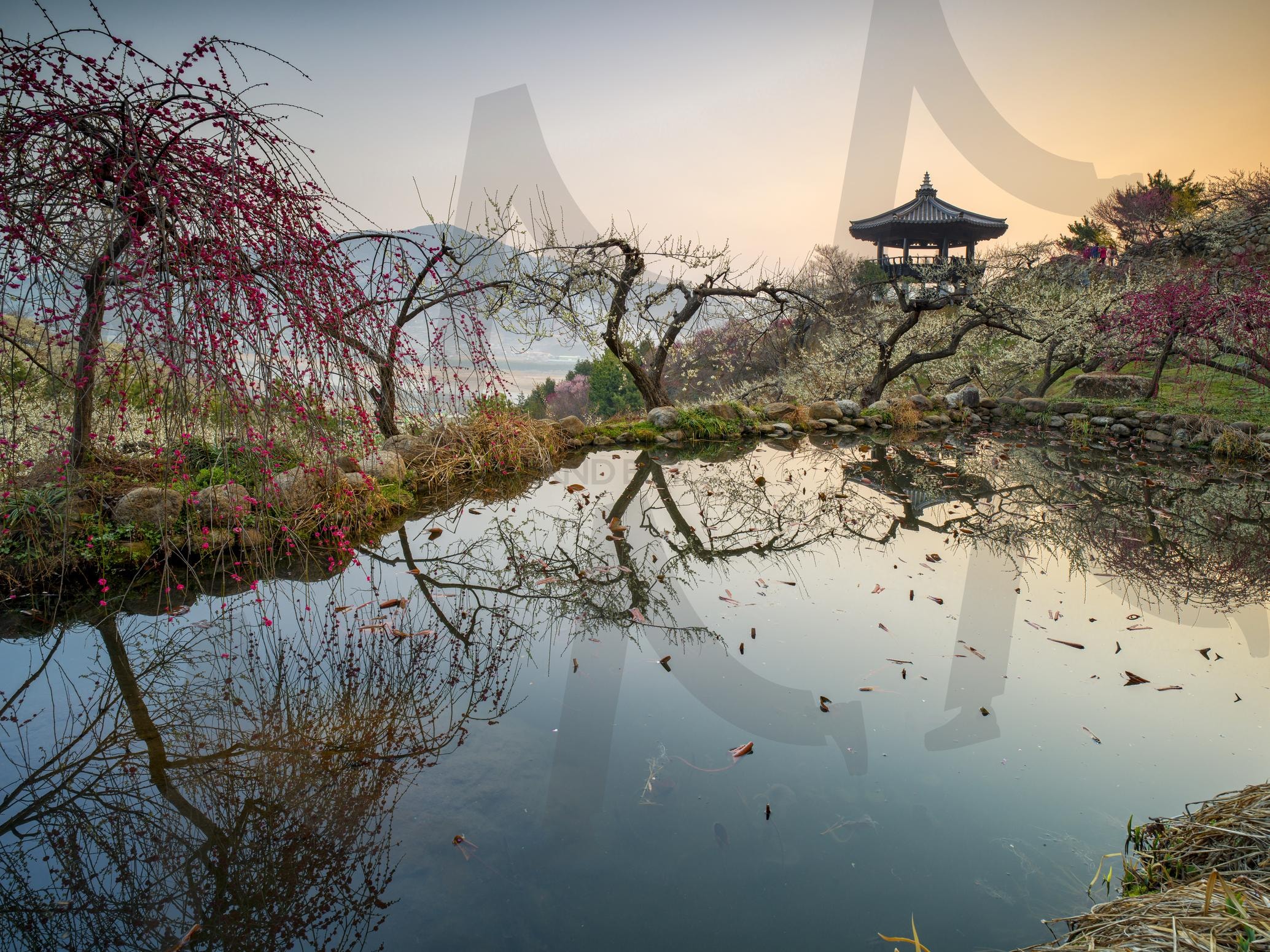 광양매화 | 광양, 매화, 반영, 봄, 여행 | 스탠바이 STANDBUY 디지털 콘텐츠