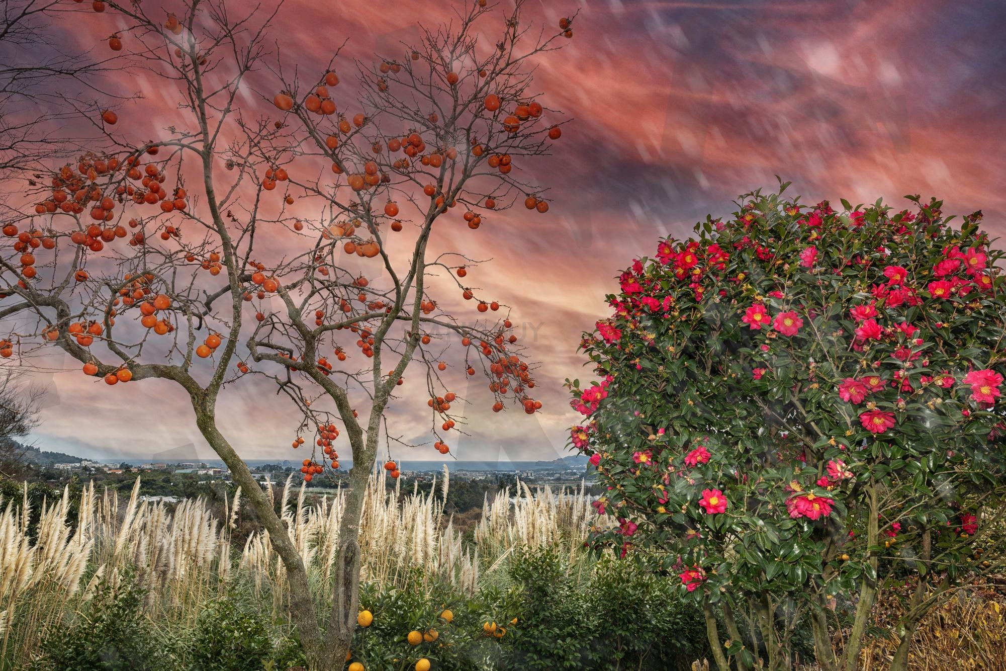 마노르블랑 | 제주, 마노르블랑, 카페, 여행, 동백 | 스탠바이 STANDBUY 디지털 콘텐츠