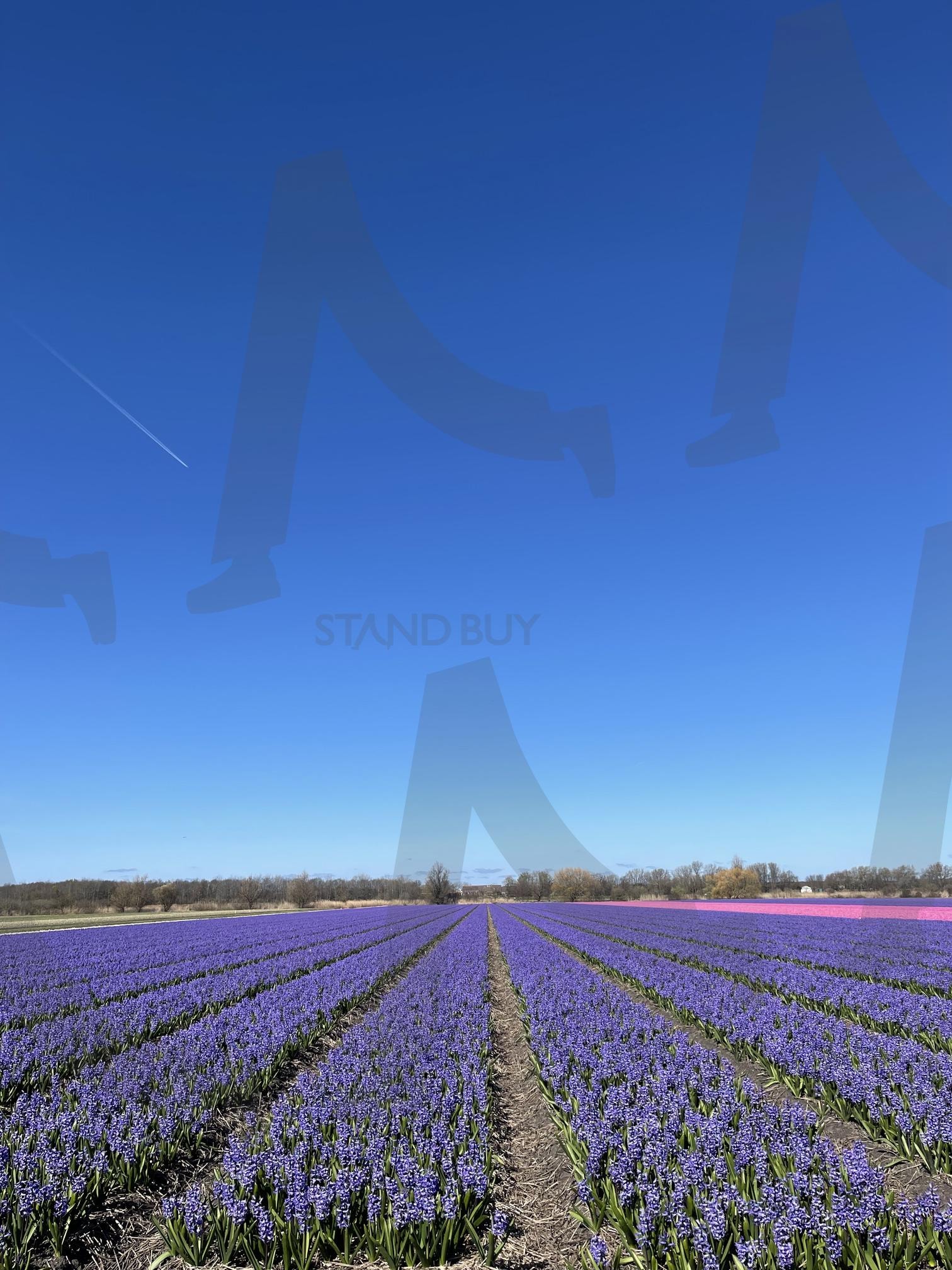 네덜란드 | 하늘, 보라색꽃, 보라빛, 핑크빛, 풍경 | 스탠바이 STANDBUY 디지털 콘텐츠