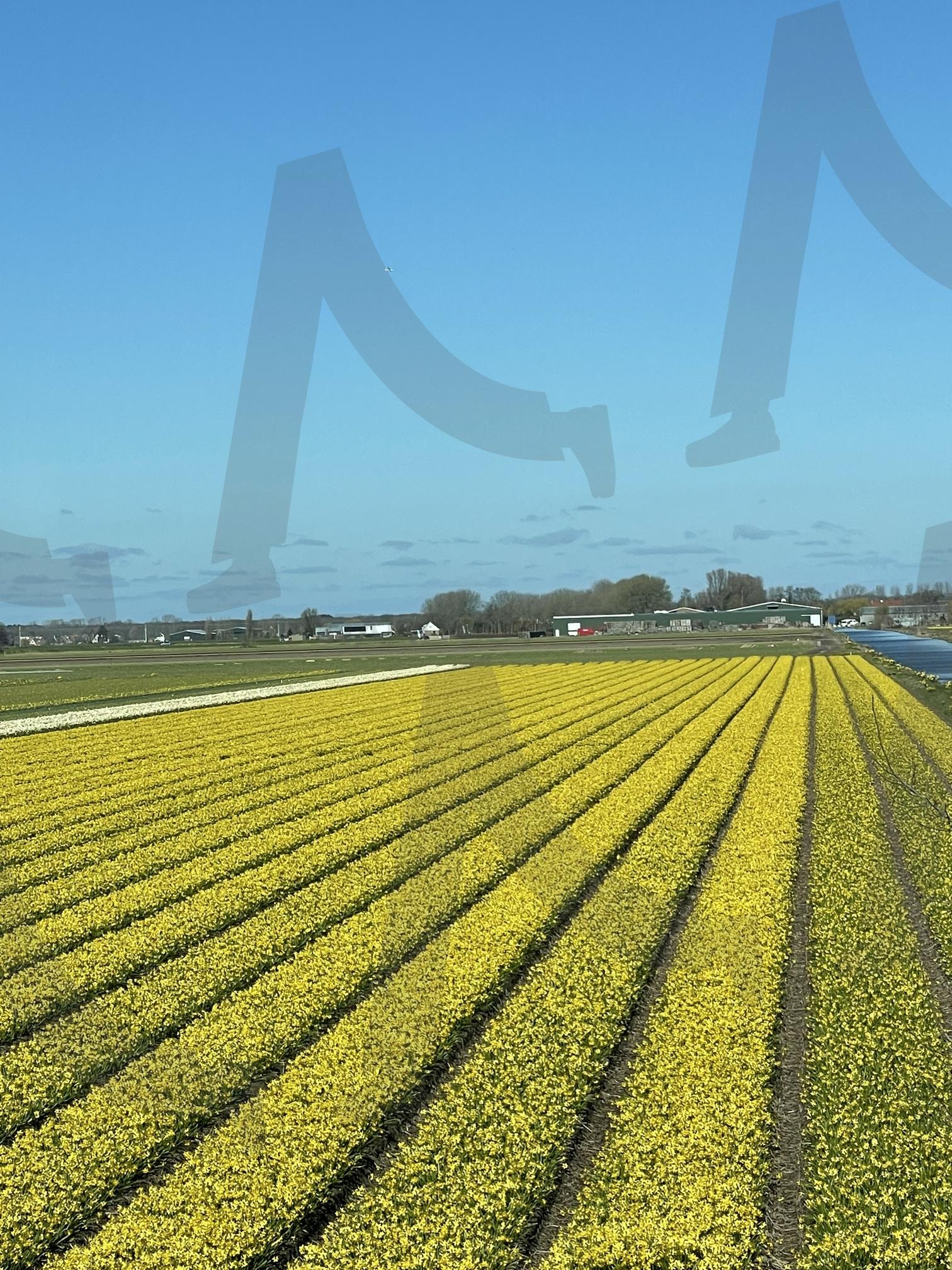 유채꽃밭 | 하늘, 유채, 노랑이, 파랑이, 풍경 | 스탠바이 STANDBUY 디지털 콘텐츠