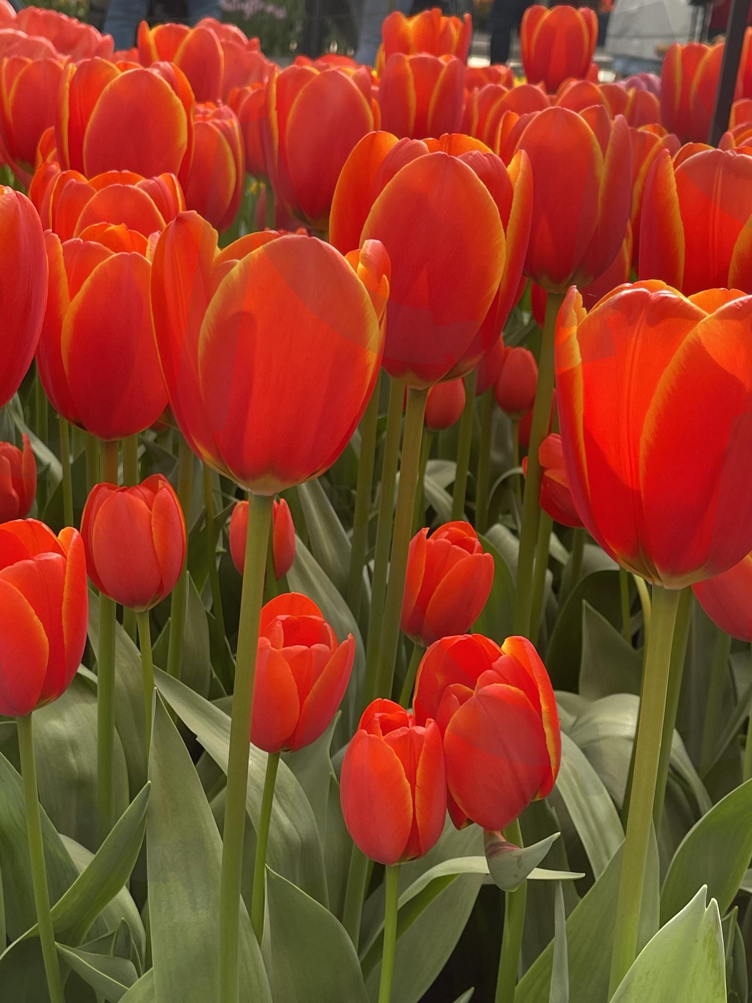 꽃사진 | 확대샷, 꽃, 튤립, 네덜란드, 직접촬영 | 스탠바이 STANDBUY 디지털 콘텐츠