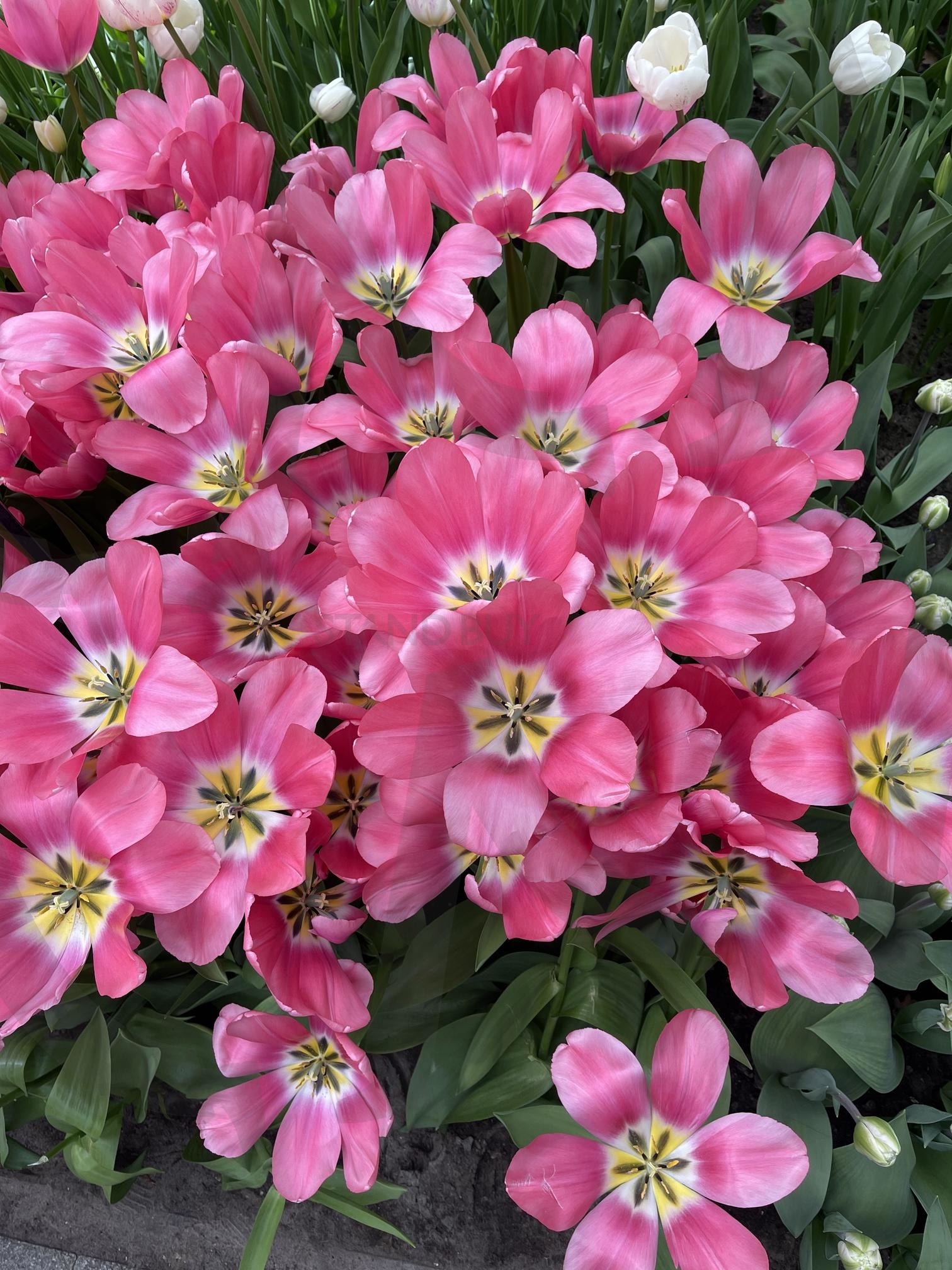 꽃 | 꽃, 붉은색, 튤립일종, 예쁨, 흰색 | 스탠바이 STANDBUY 디지털 콘텐츠