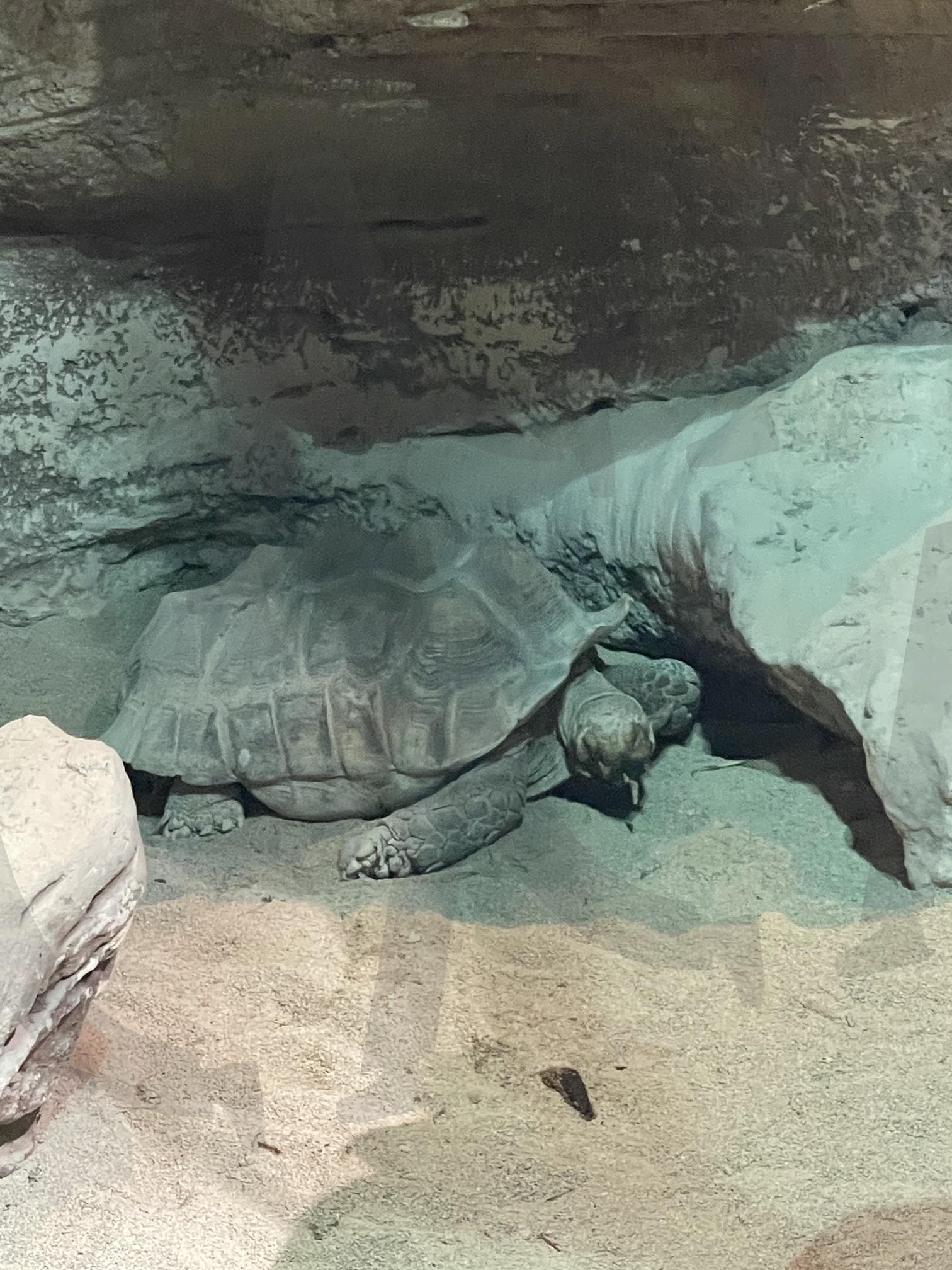 바다거북이 | 바다거북이, 이탈리아, 제노바, 수족관, 습한 내부 | 스탠바이 STANDBUY 디지털 콘텐츠